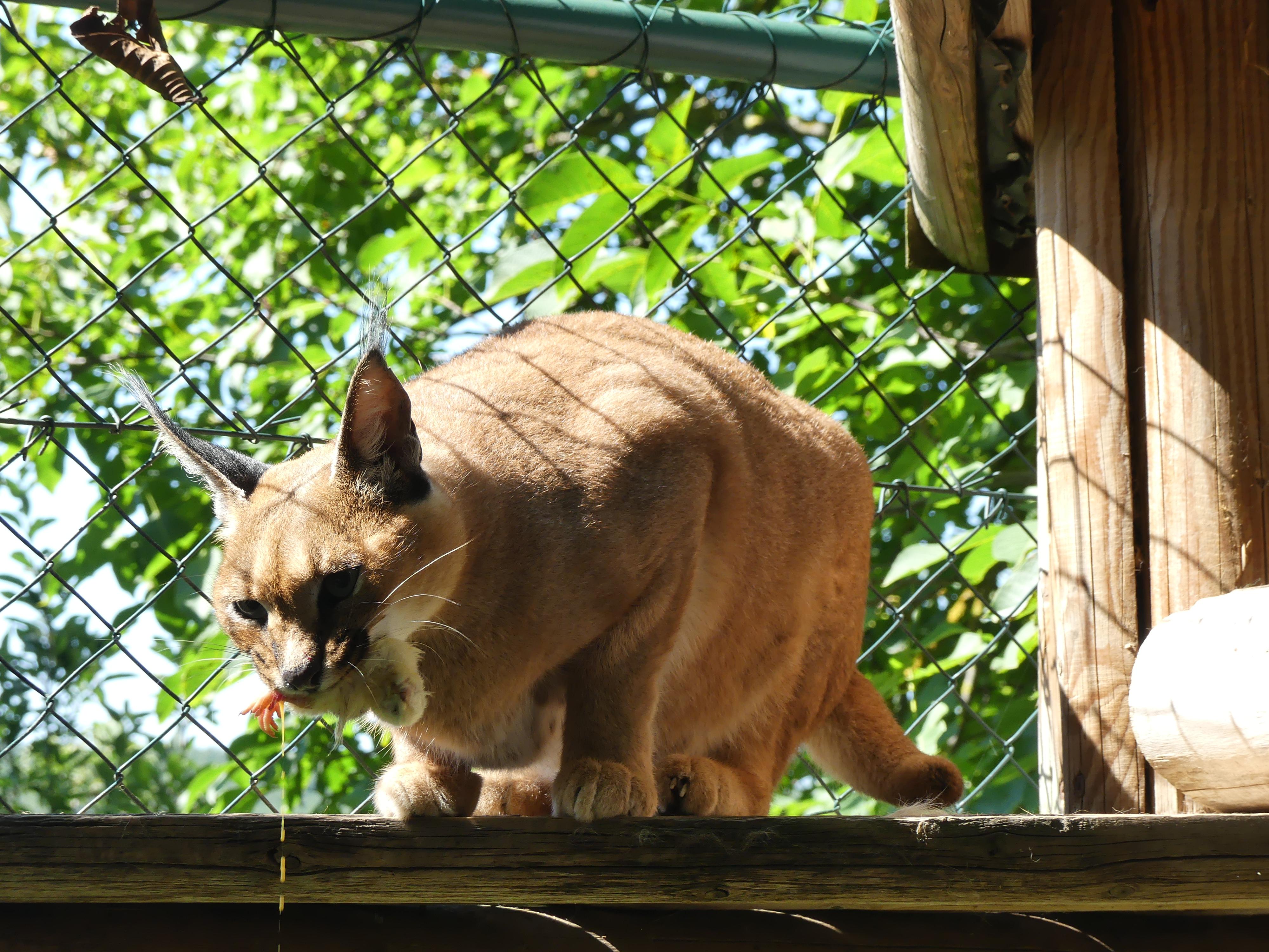 Minizoo - Šelmy, kočky, koťata foto 2