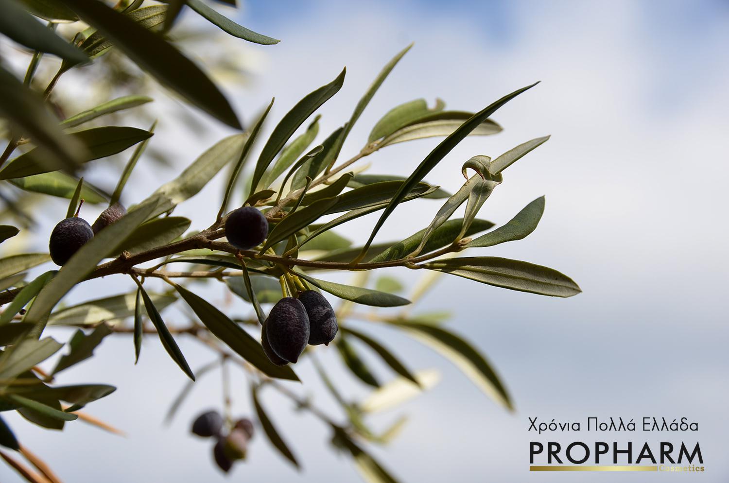 OliveBeauty.cz foto 3