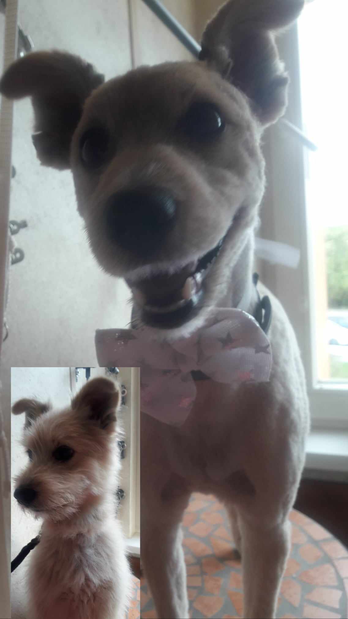 Stříhání psů  "Jedním tahem" foto 4