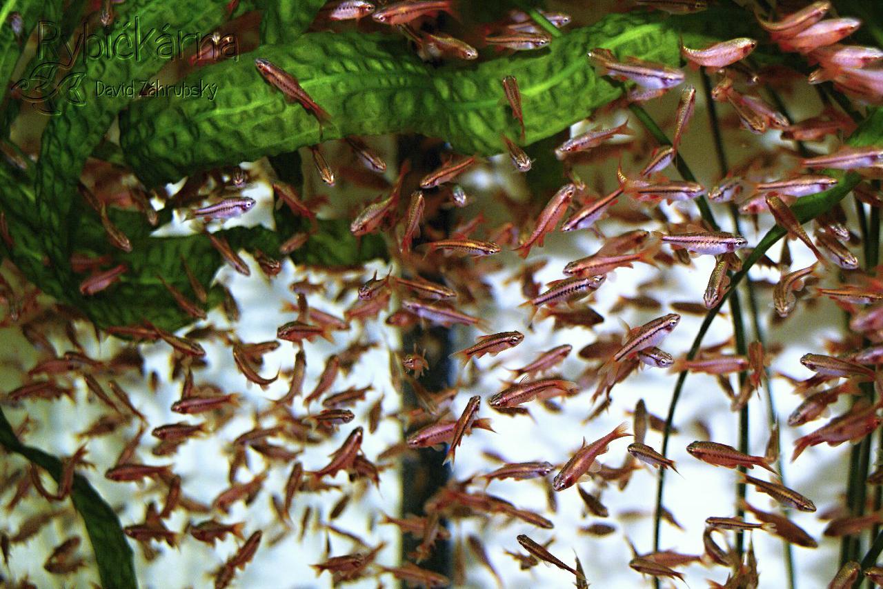 Rybičkárna - David Záhrubský