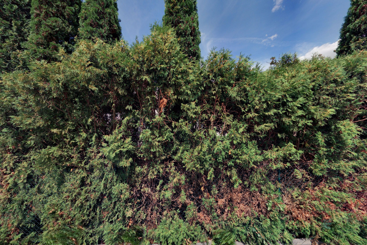 Český klub majitelů amerických automobilů z.s.