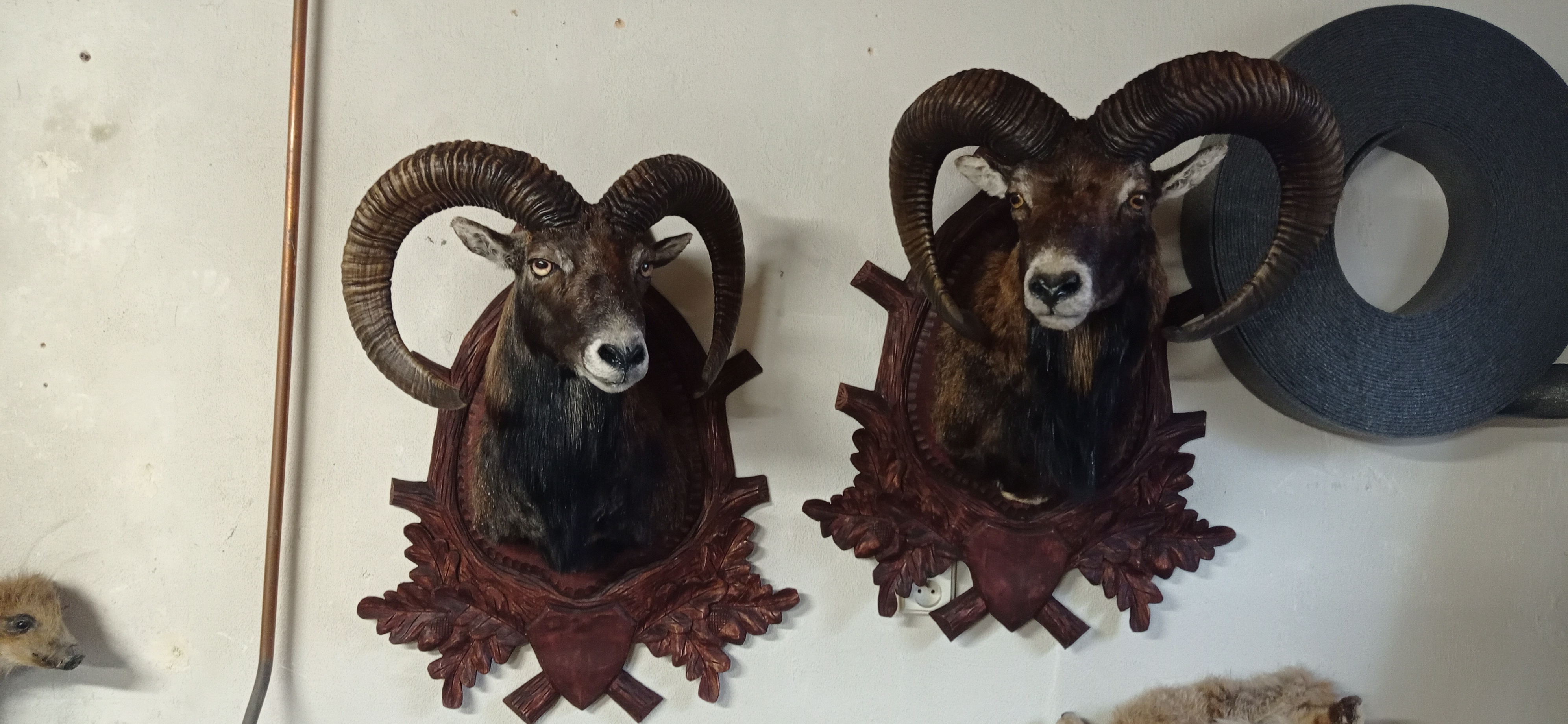 Lukáš Přikryl - Preparace loveckých trofejí foto 2