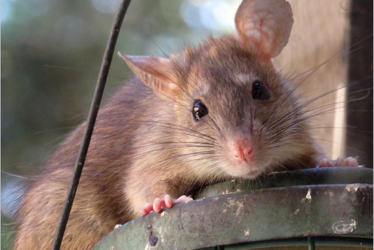 Derniera - deratizace