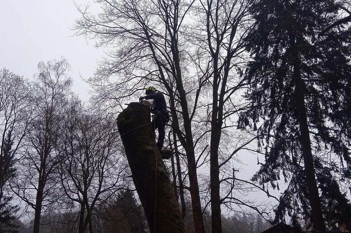 Arboristika Jiří Tesař