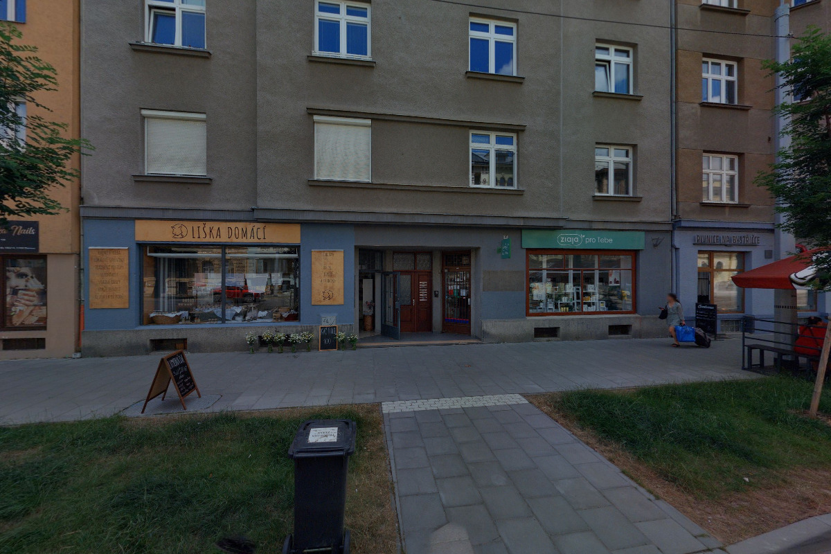 Liška domácí foto 2