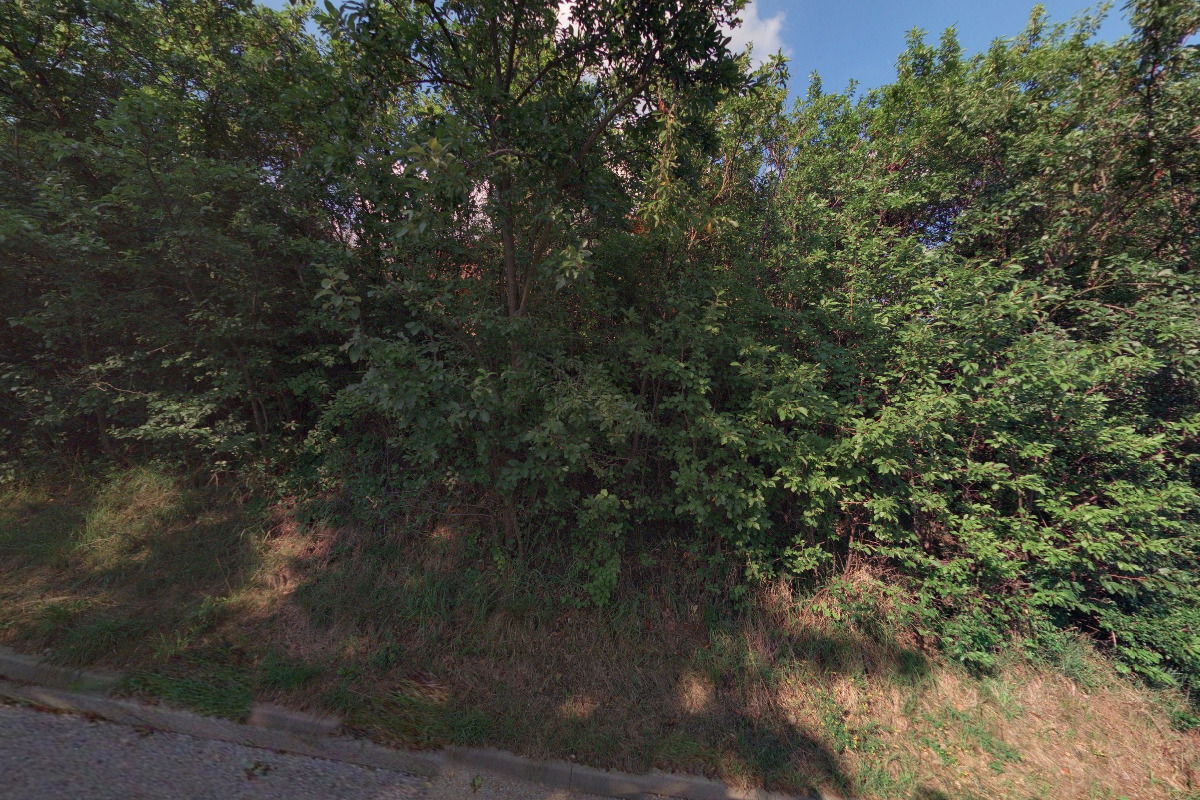 Ing. Michaela Dlouhá