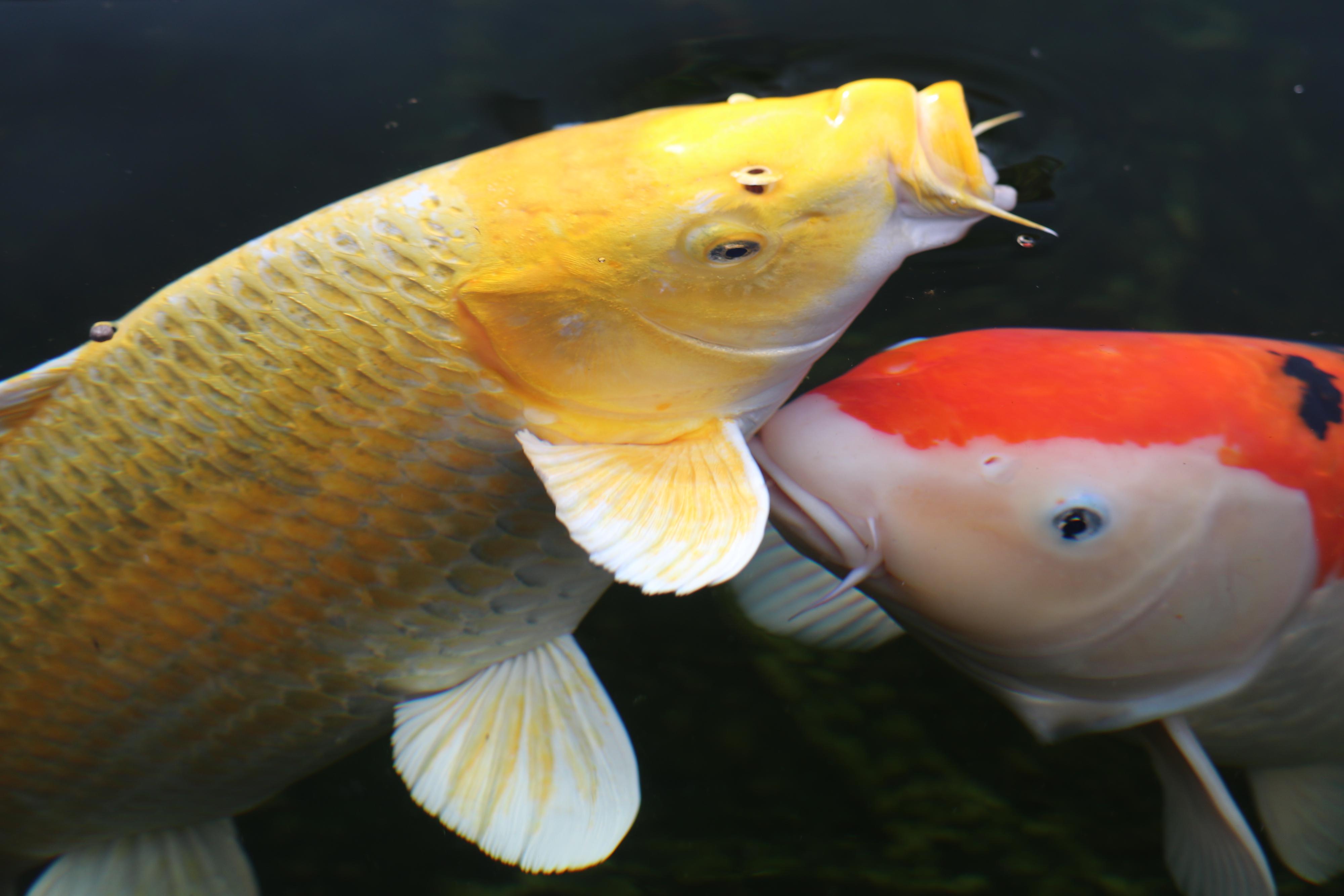 KREIDL - KOI foto 3