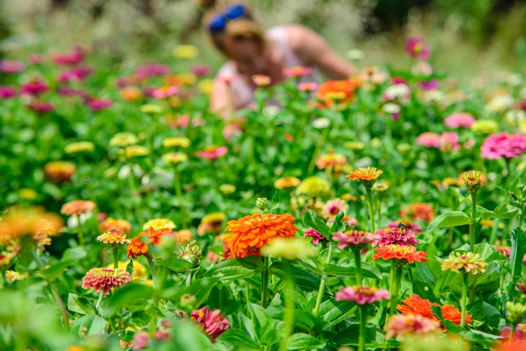 Kytky z České Sibiře foto 2