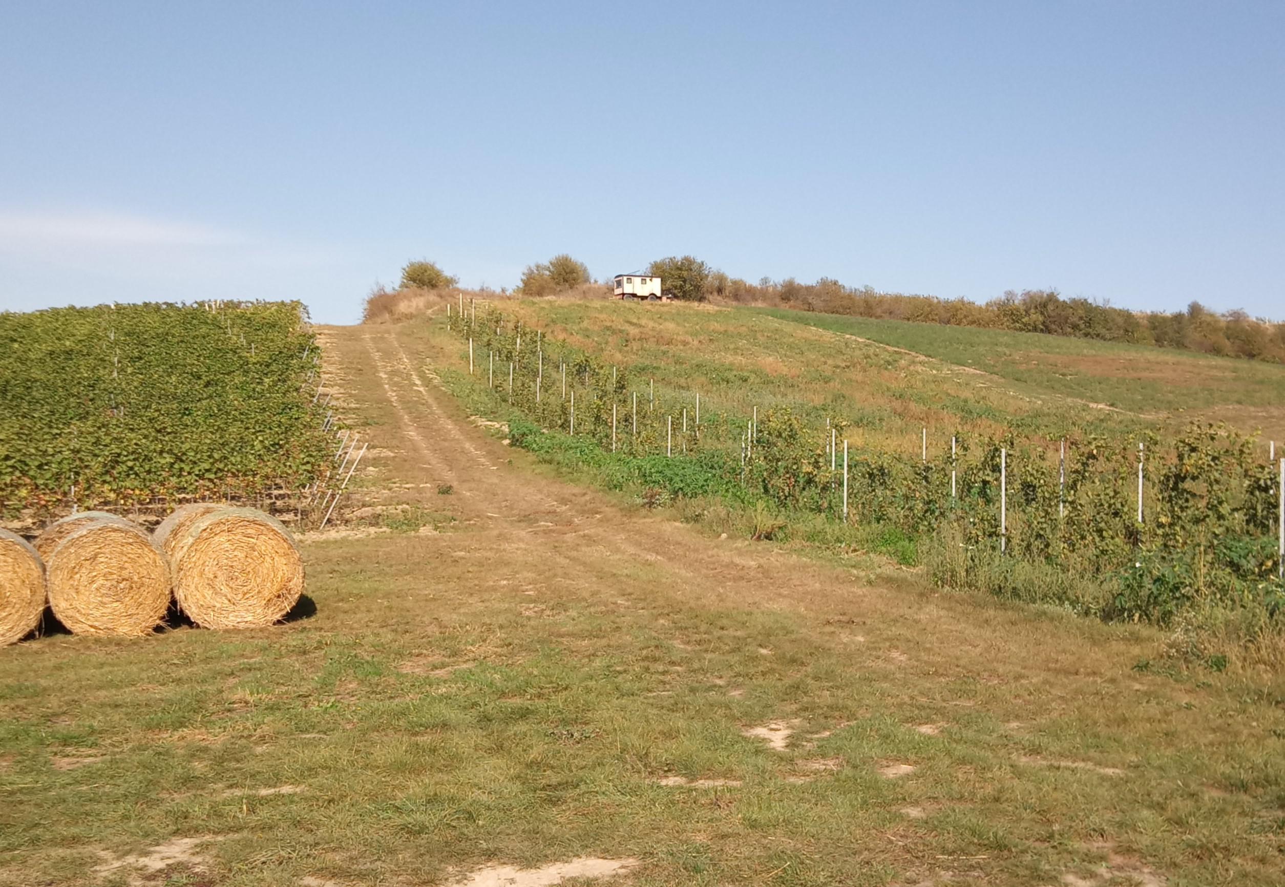 Maringotka Vývrtka foto 5