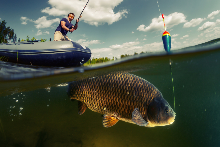 Máme novinky v kategorii Ryby a rybolov