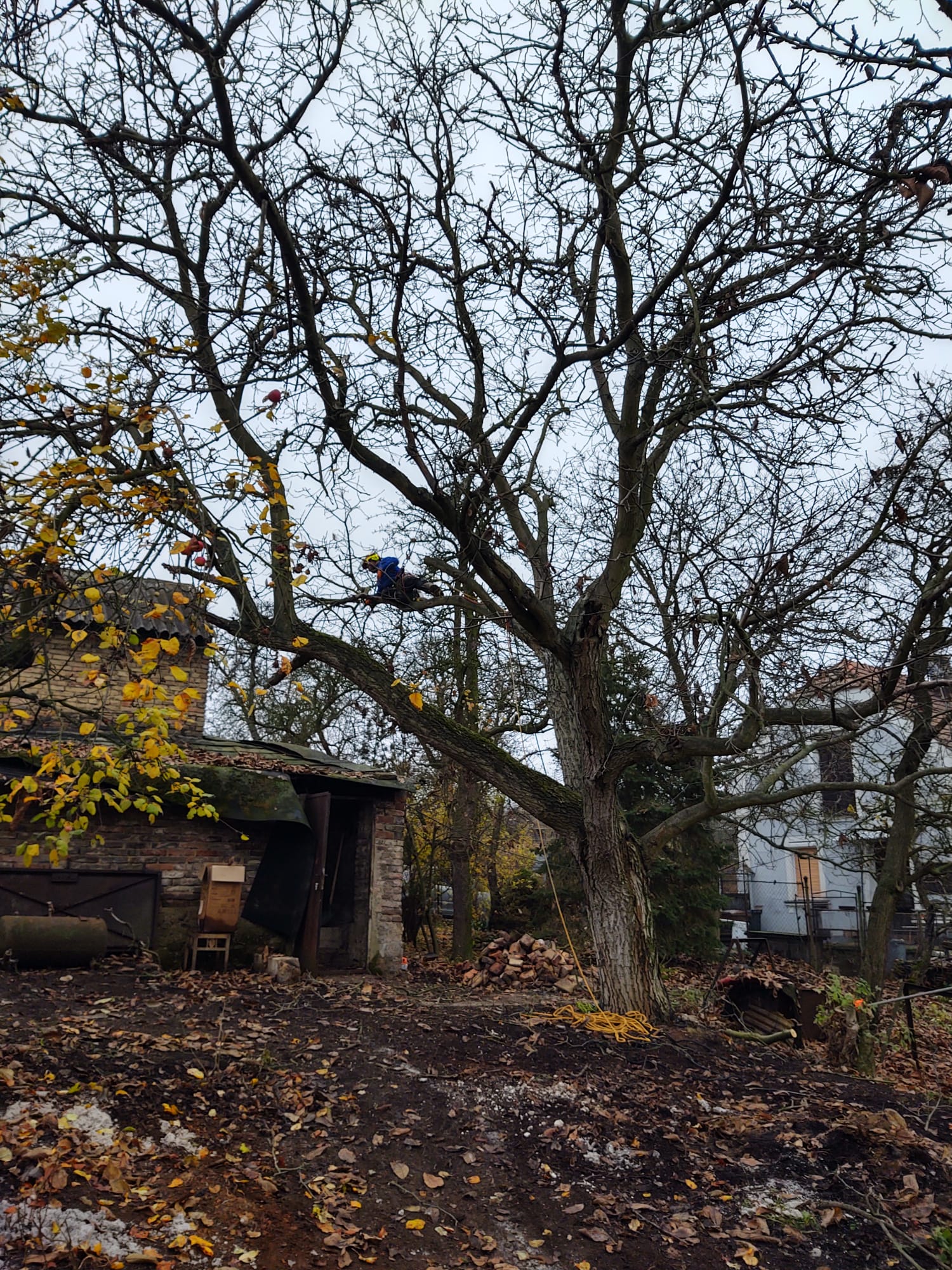 Rizikové kácení - MB Forest foto 5