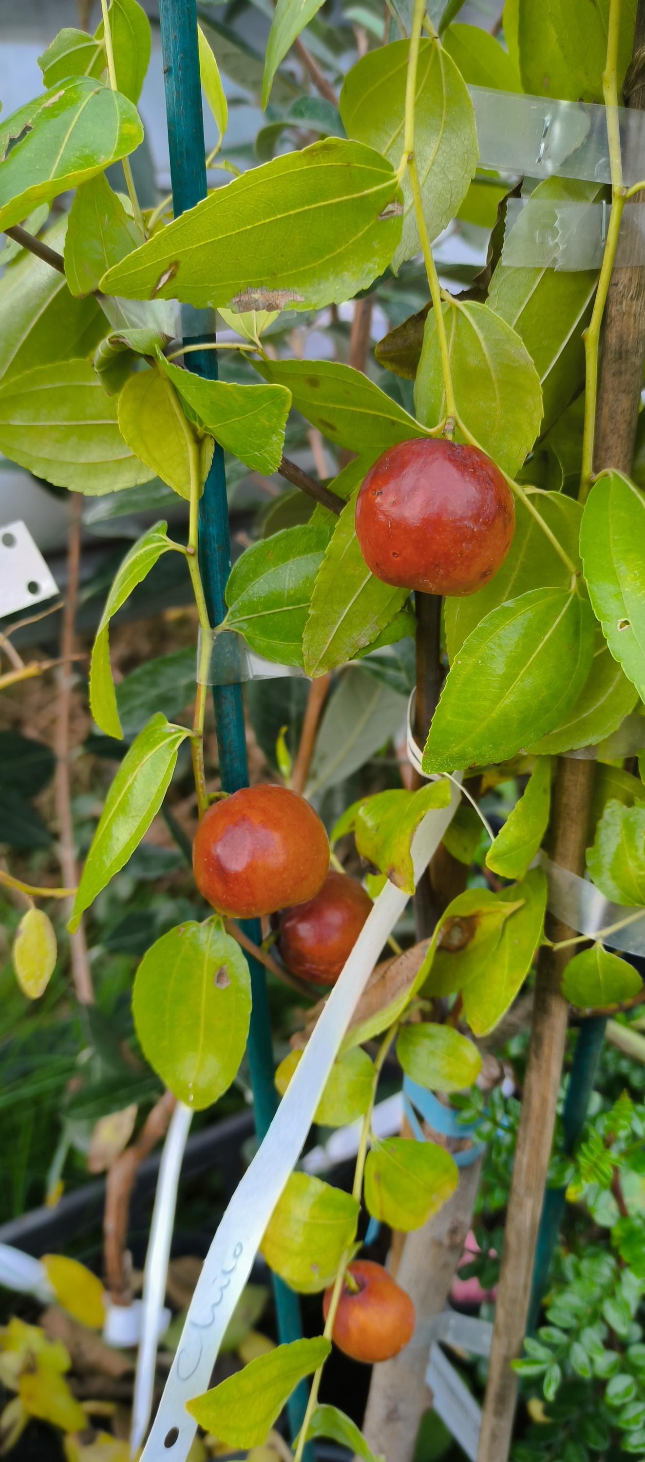 Netradiční Ovoce - Ing. Martin Stanko foto 5