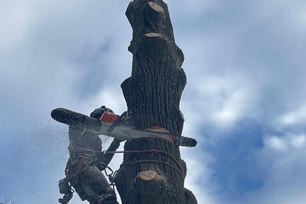 Rizikové kácení & výškové práce Dušek