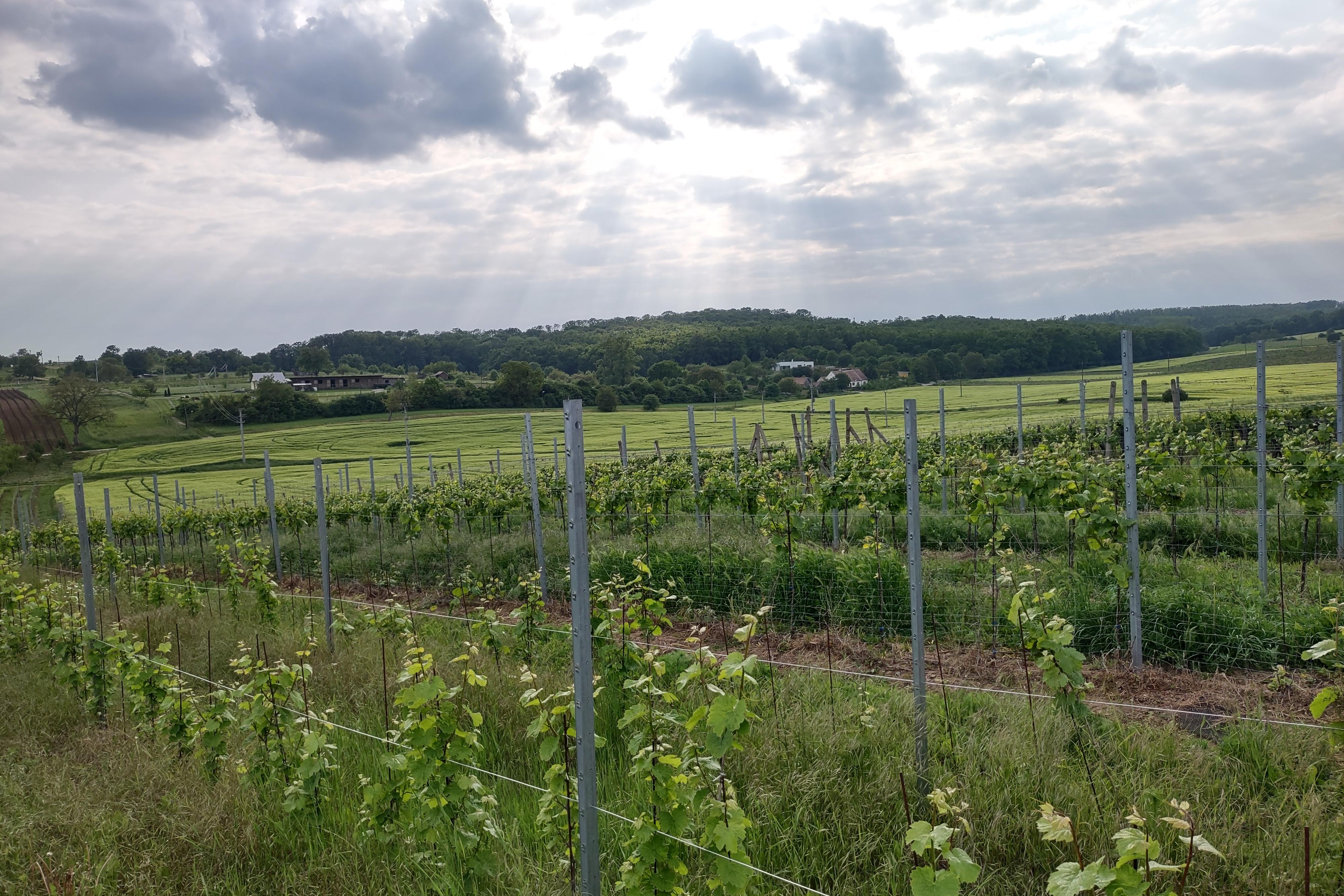 Vinařství Myšince a Vrance - Pét-natérie