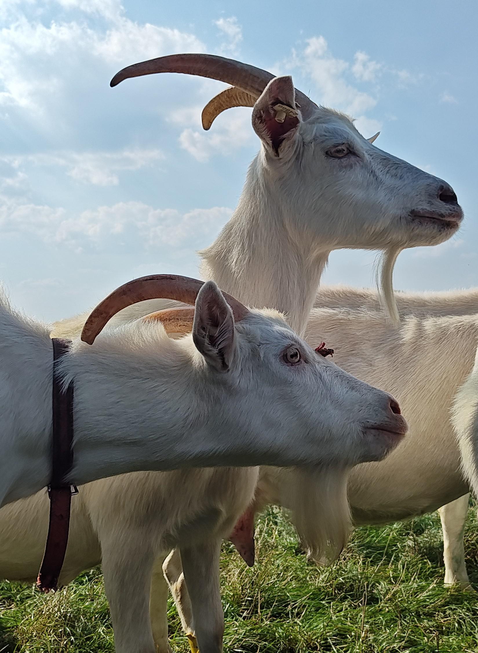 Kozí BIO farma Dolínek foto 5