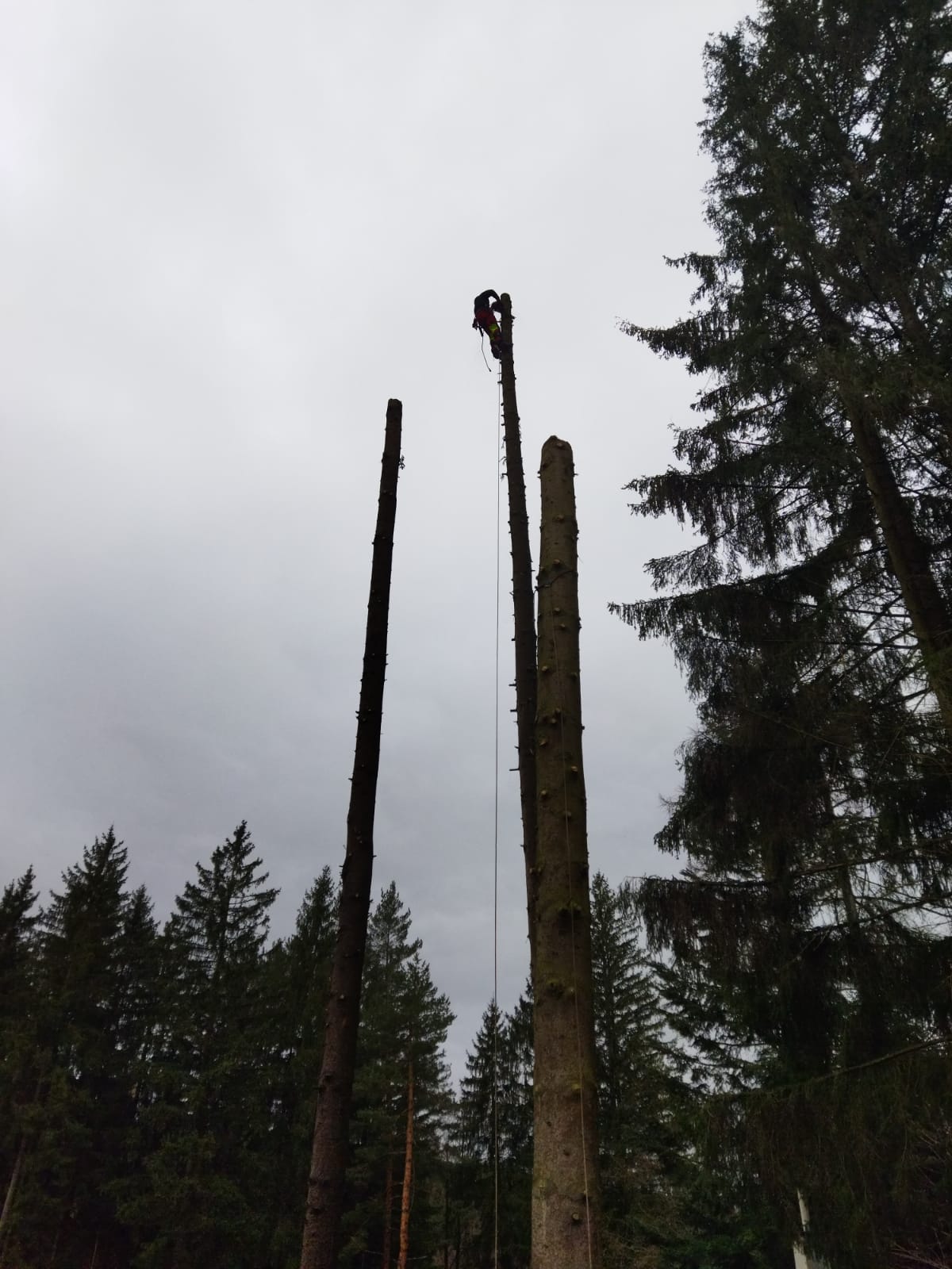 Rizikové kácení a ošetření stromů ARBO-JEHLA foto 4