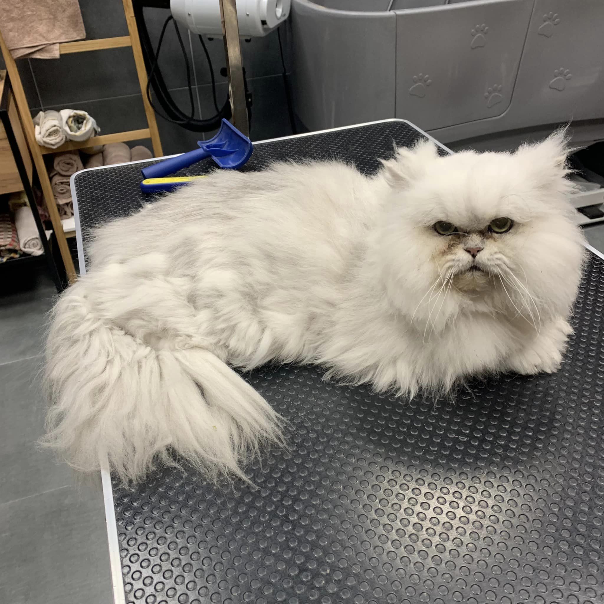 Úprava srsti koček