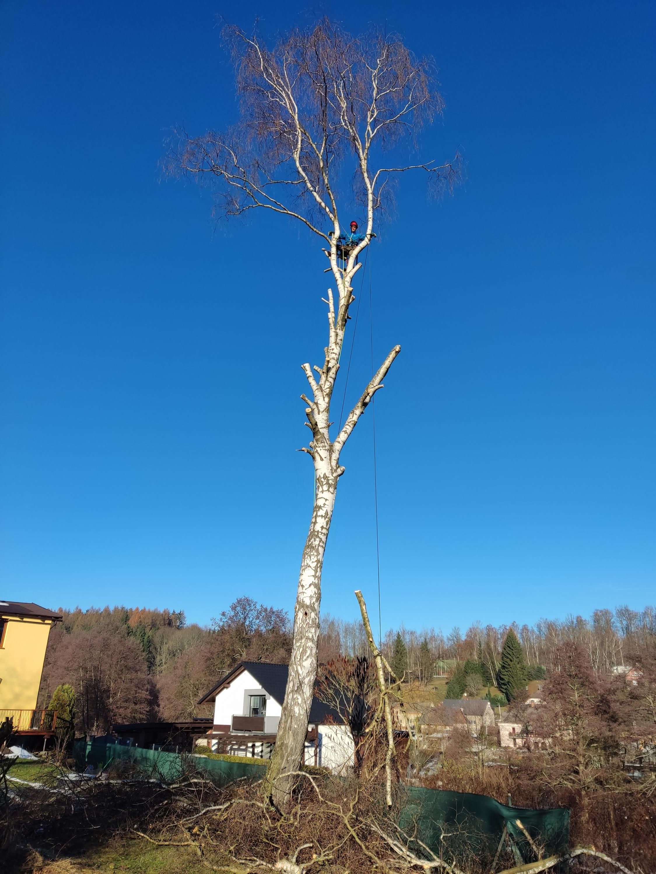 Kácení stromů - preriznuvse foto 4