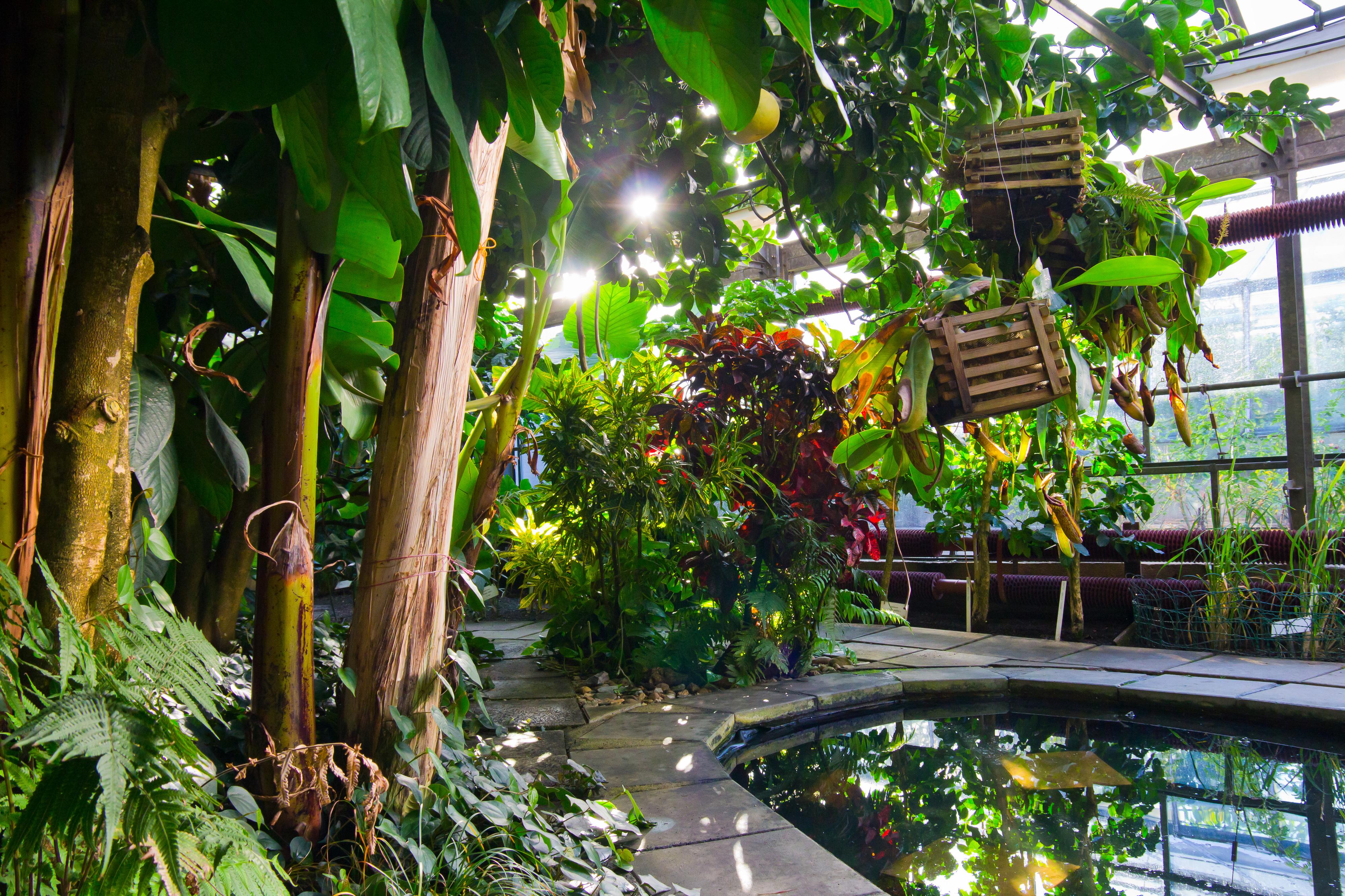 ČZU - Botanická zahrada Fakulty tropického zemědělství foto 3