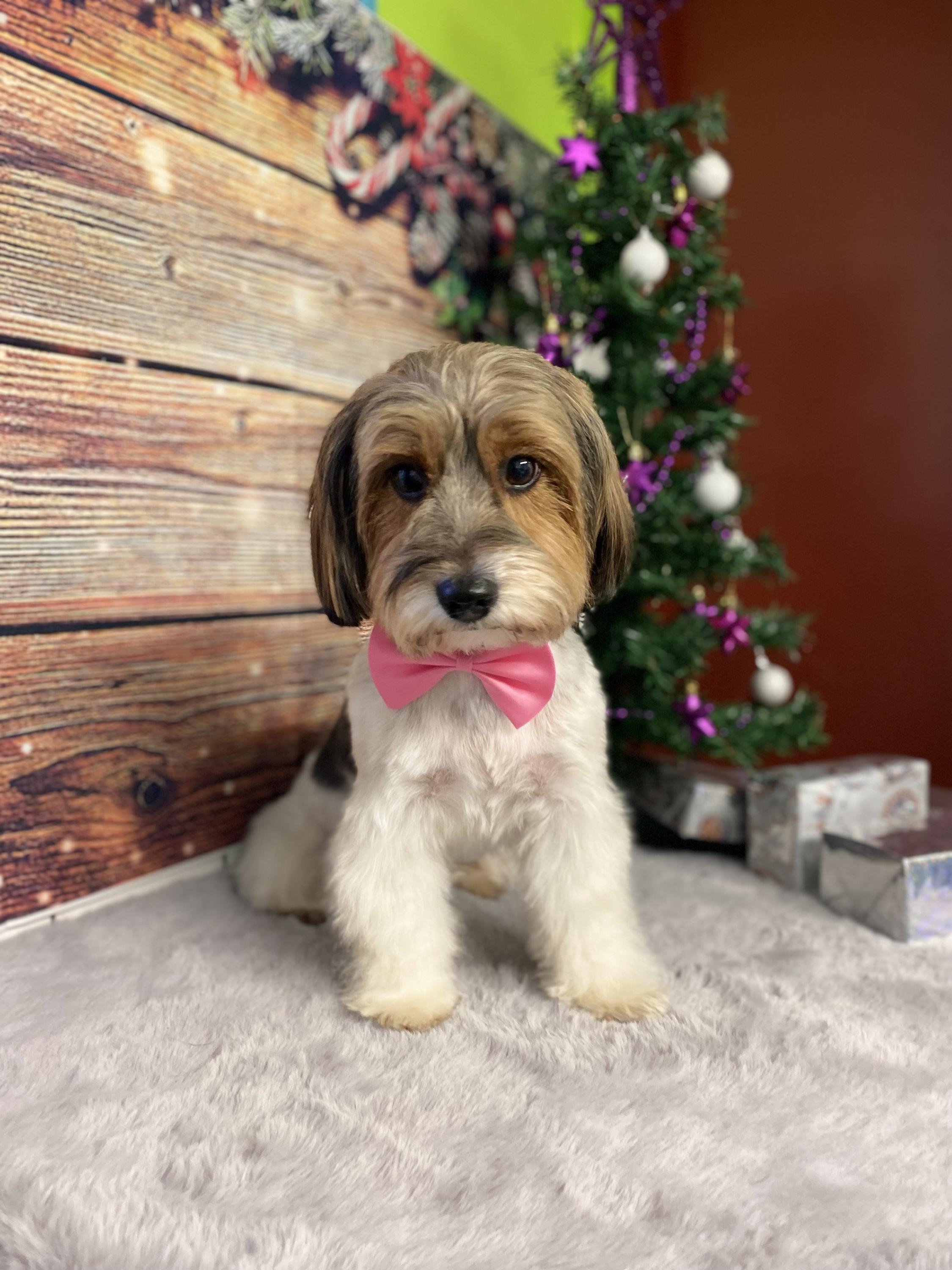 Wellness a salon pro psy DogFamily - Jitka Kropáčková a Jana Římanová foto 5