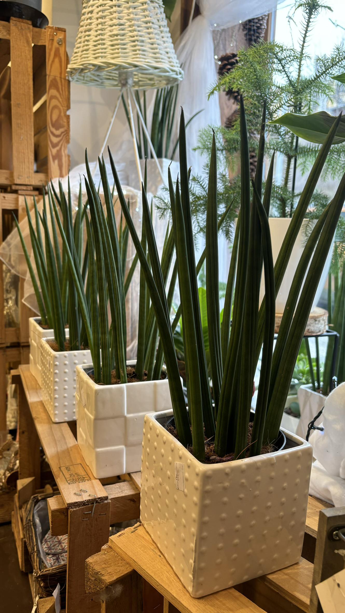 Květinářství kytku.cz foto 3