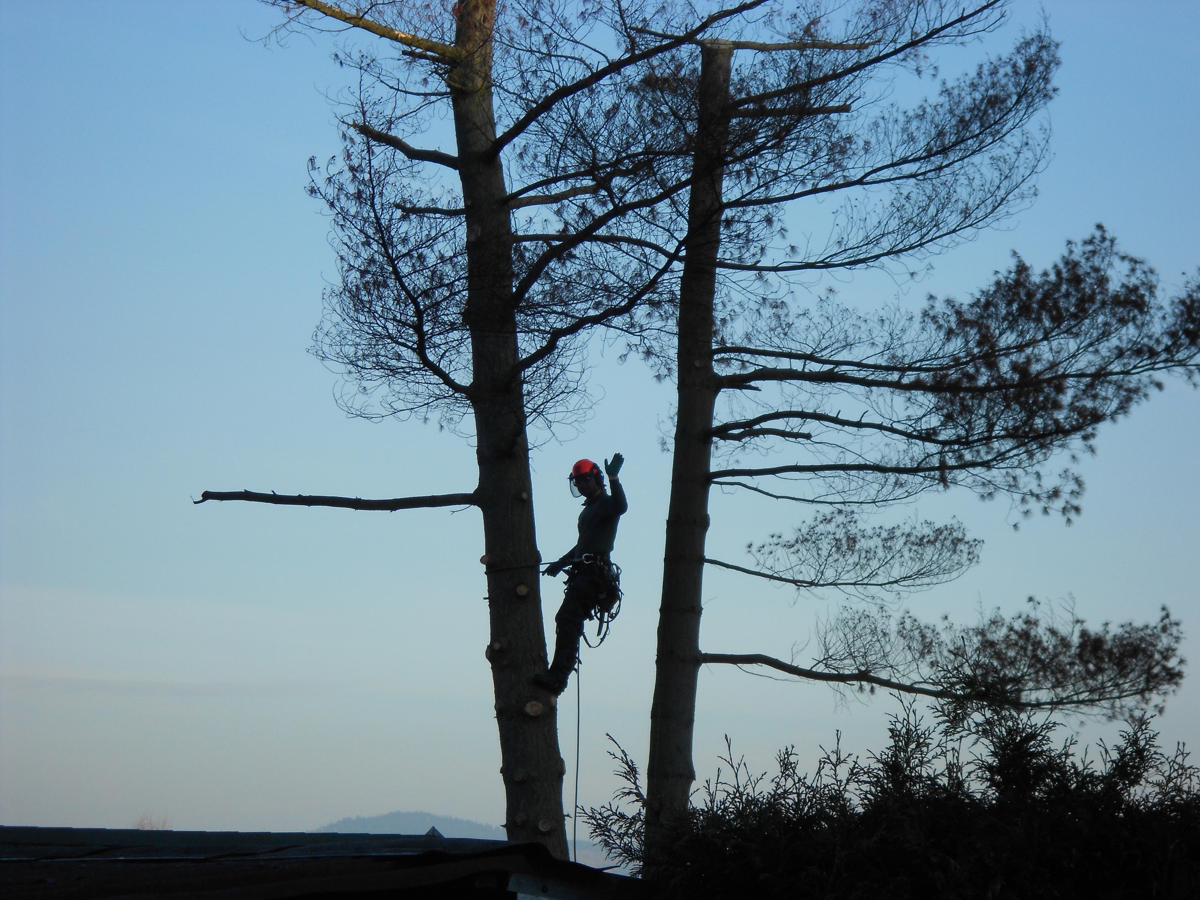 Rizikové kácení stromů foto 3