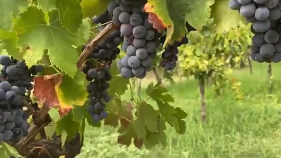 Penzion Stará Vinice foto 2 (náhled videa)