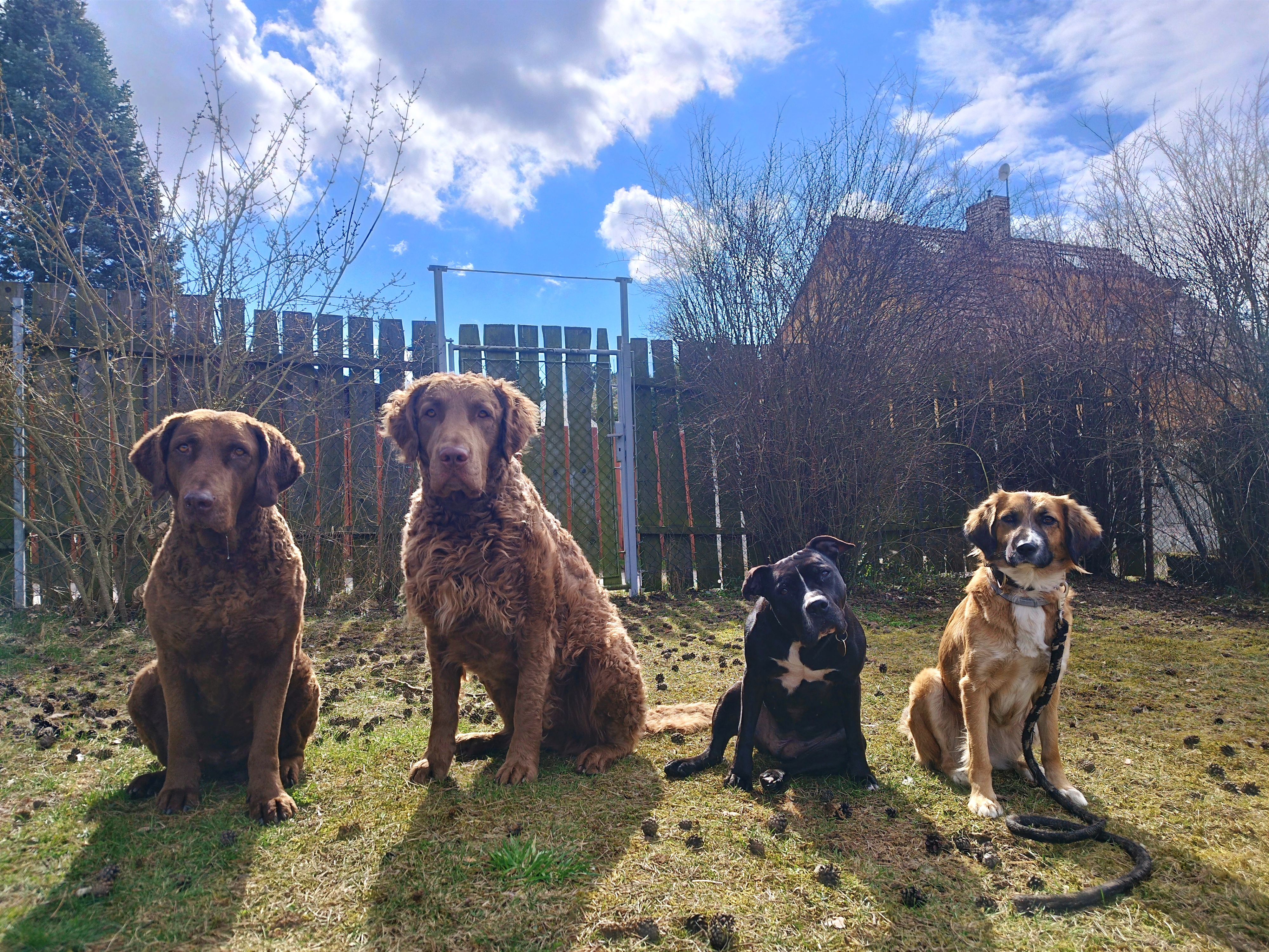 Život se psy - Veles foto 3