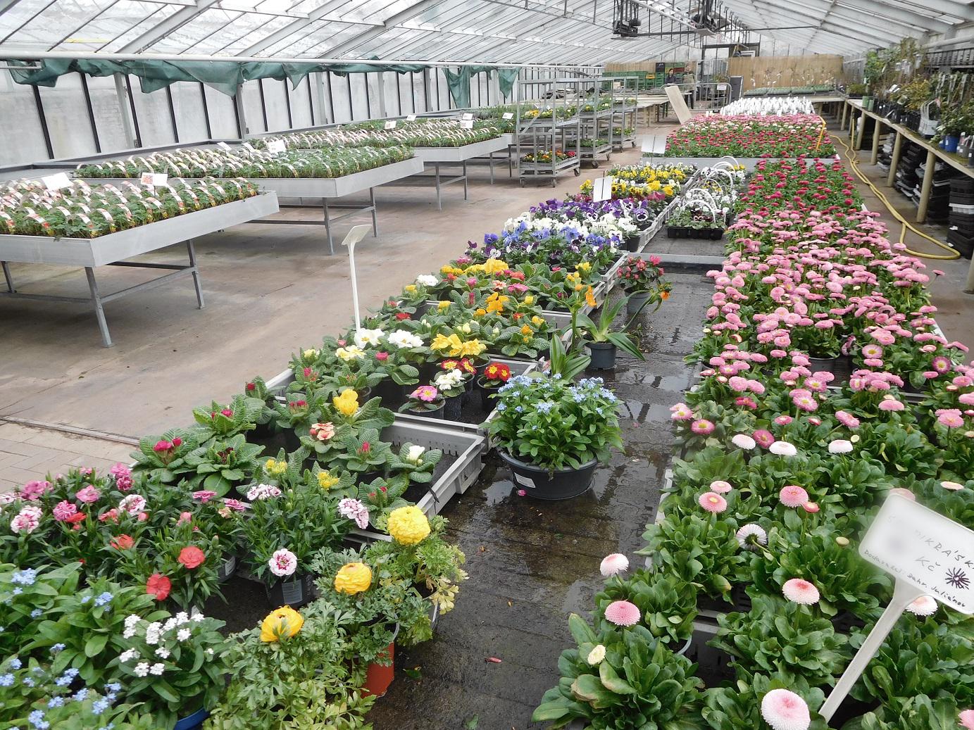 Zahradnictví Juliánov foto 4