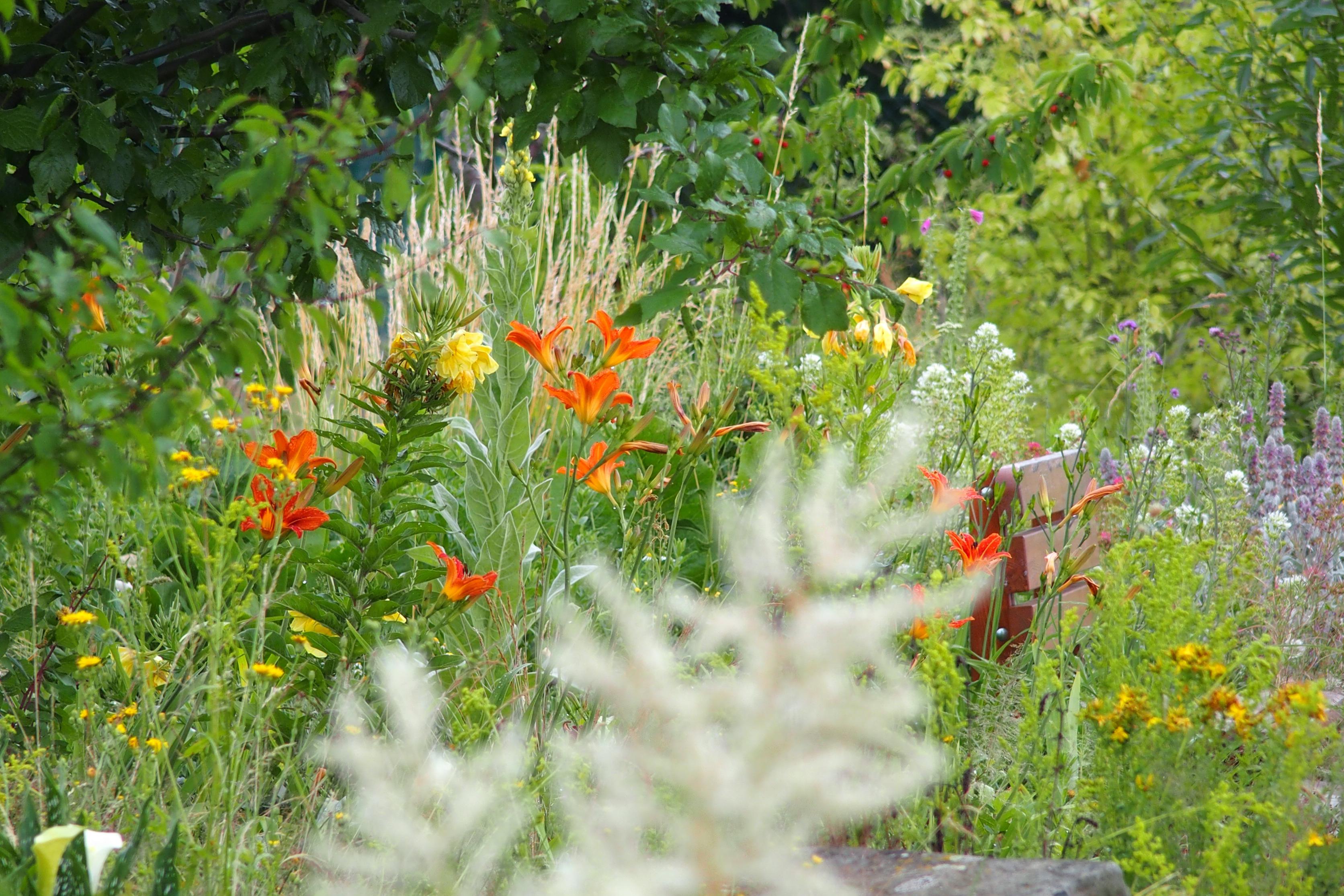 O. Rychnovský, Okolík - zahradník z kopce