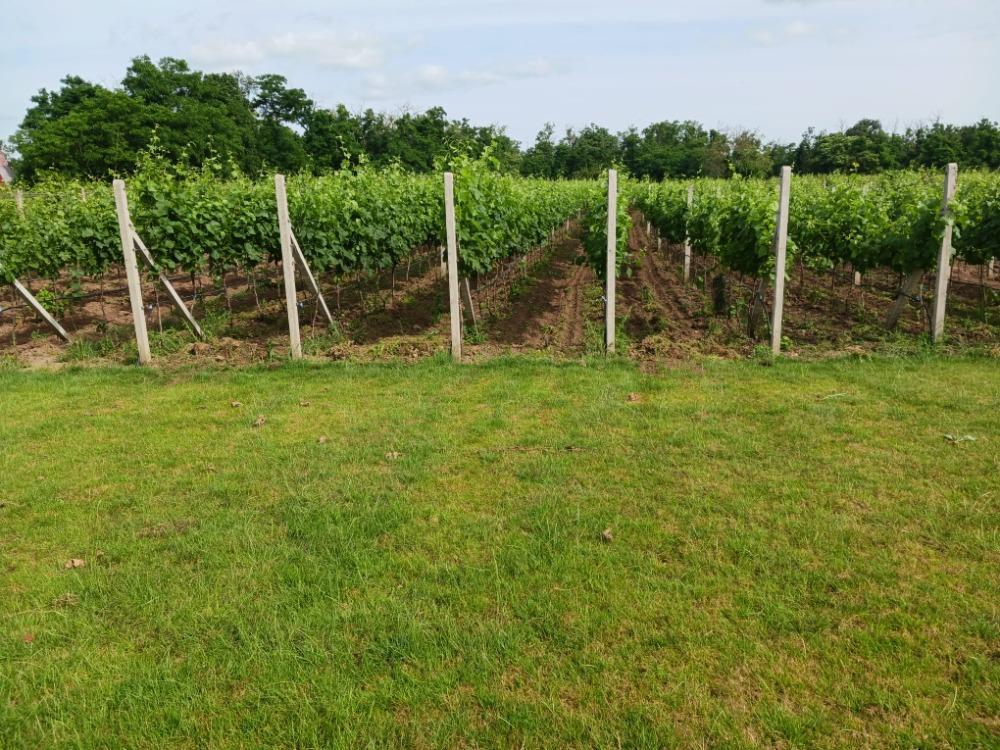 Vinařství Monarcha Ritopeky foto 4