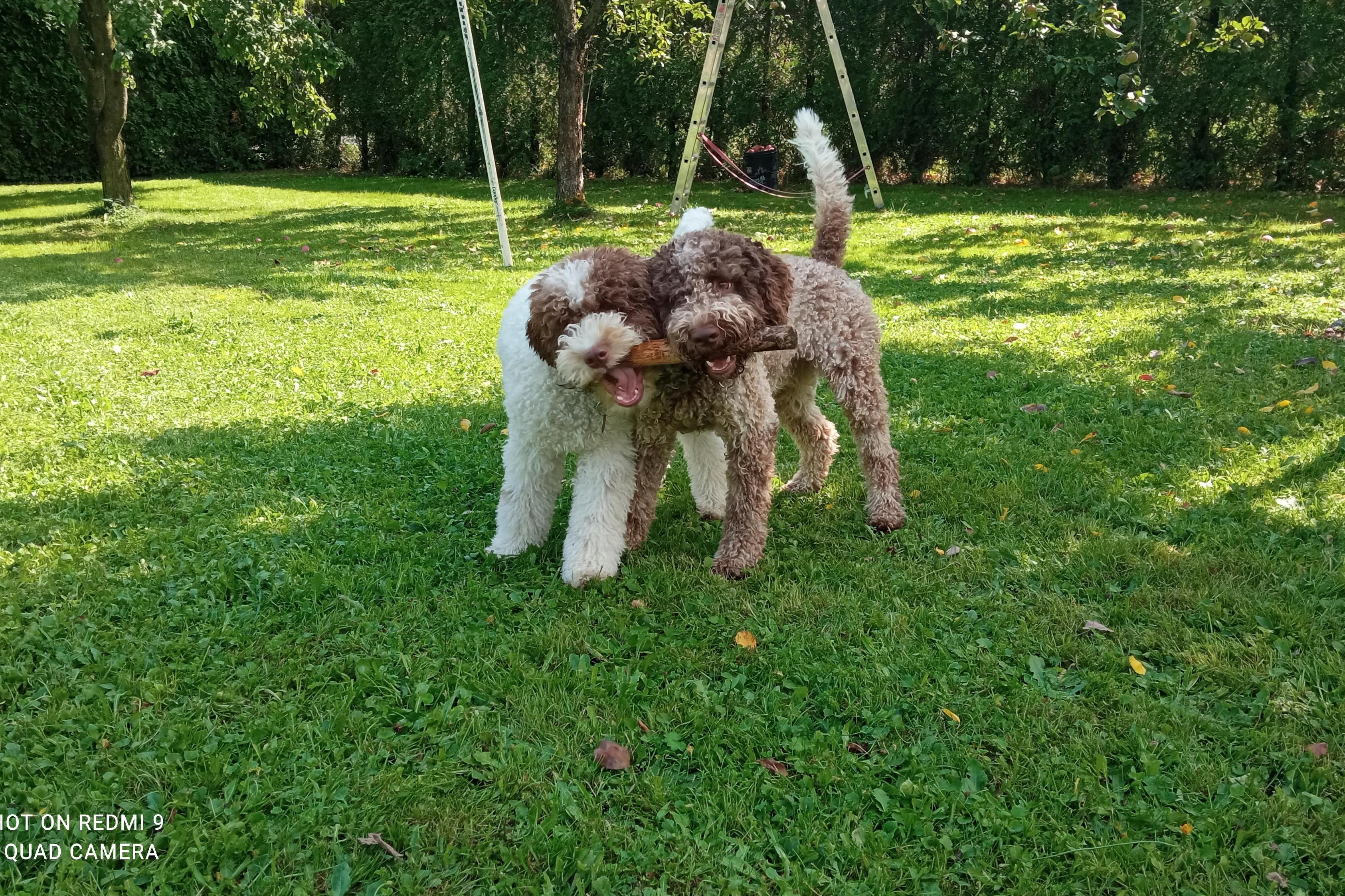 Rodinný psí hotel - Ing. Jana Skotnicová