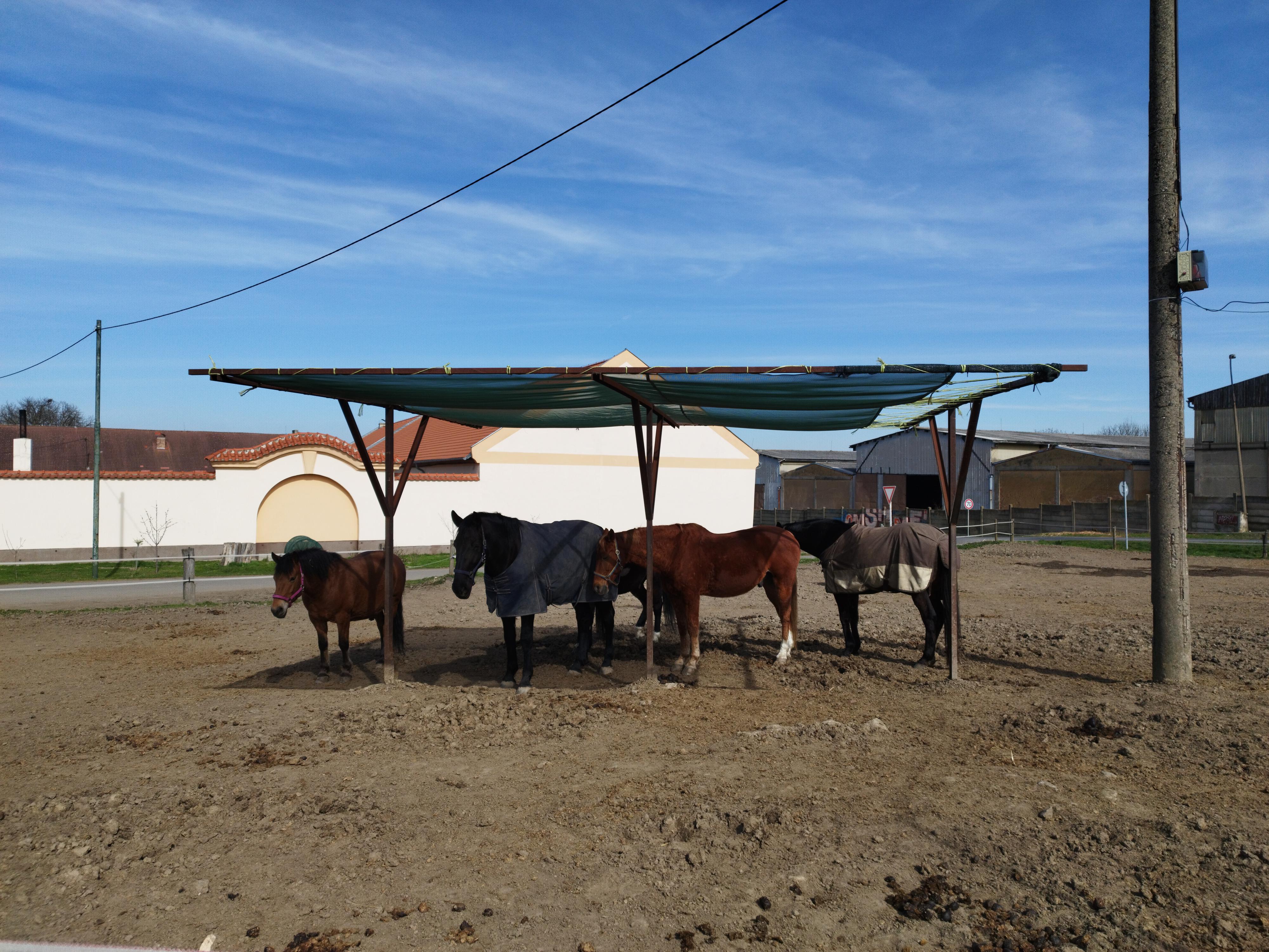 Jezdecký klub Výzkumného ústavu živočišné výroby Uhříněves foto 4