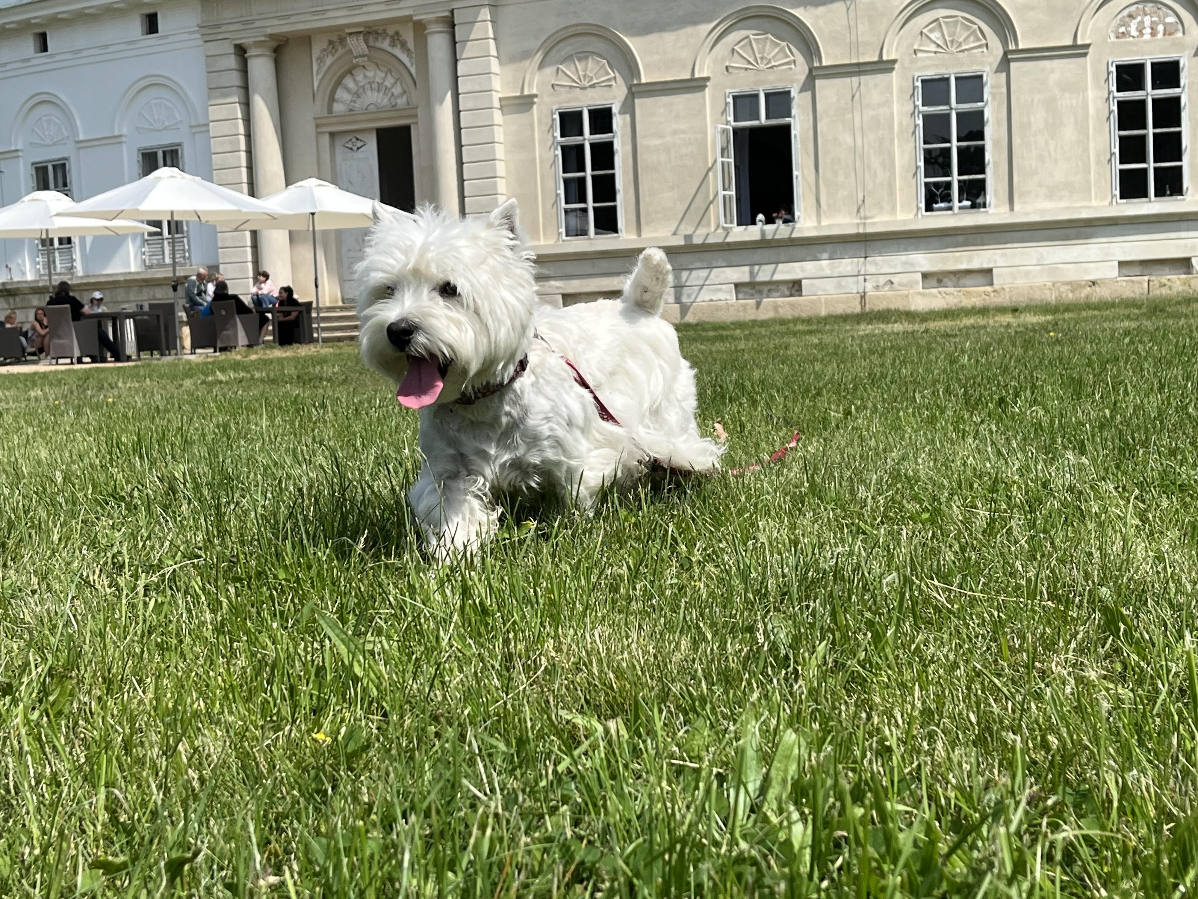 Chovatelská stanice Mystery of Dragon