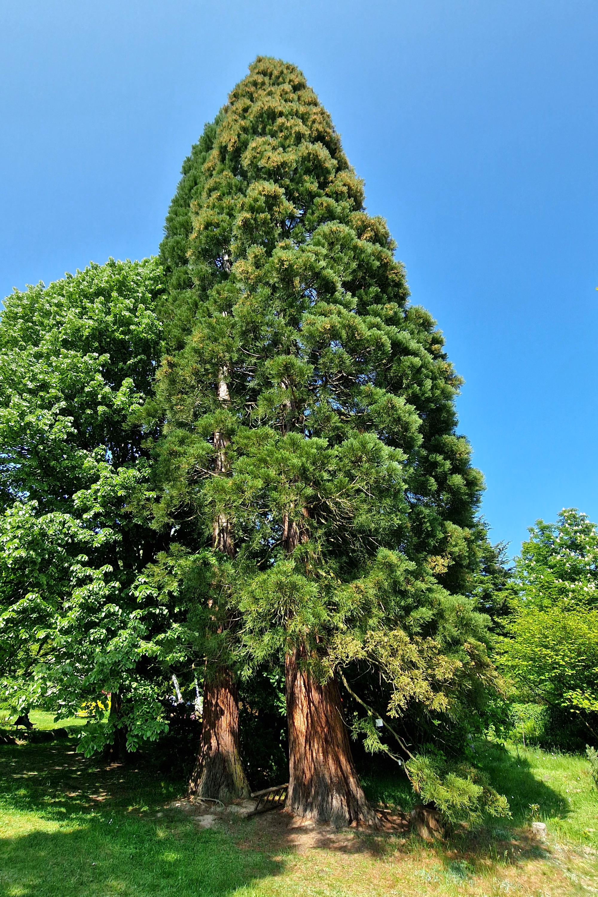 ČZU - Arboretum Fakulty lesnické a dřevařské foto 4