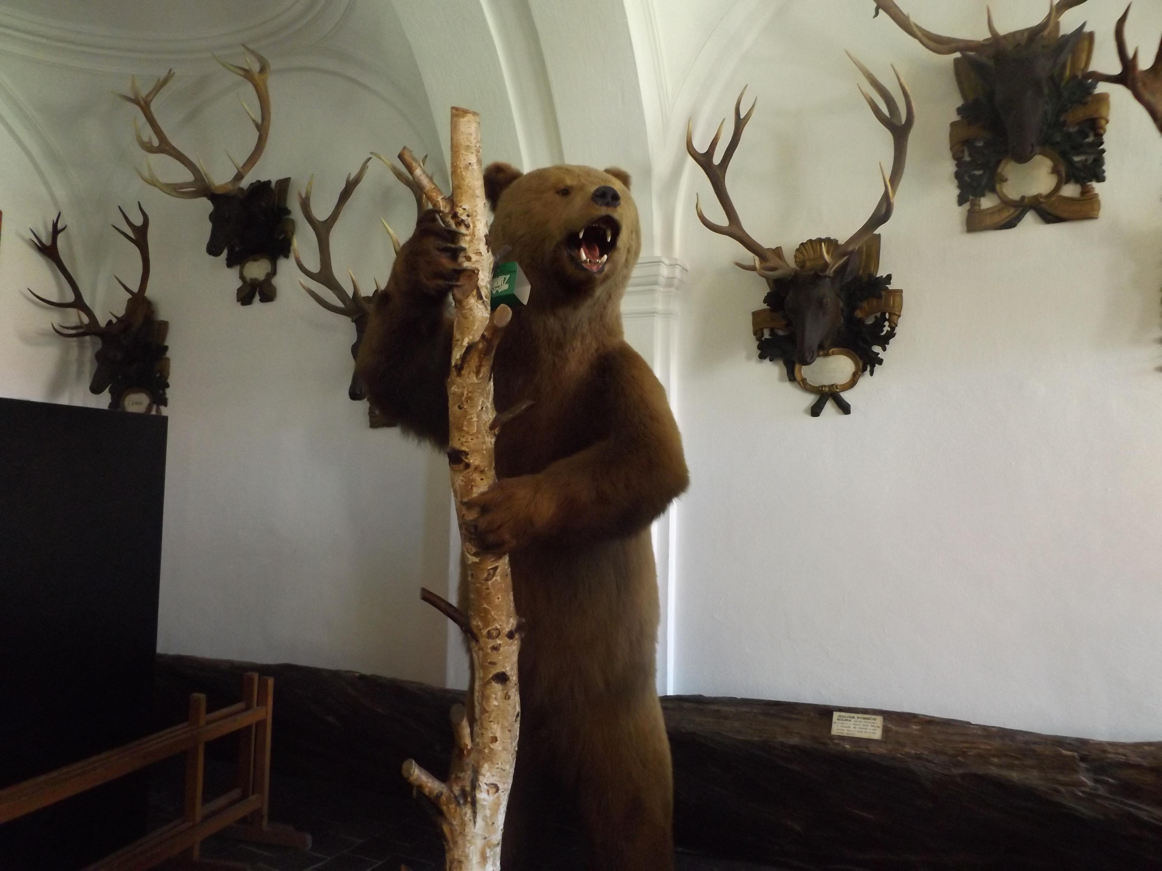 NZM Ohrada - Muzeum lesnictví, myslivosti a rybářství foto 6