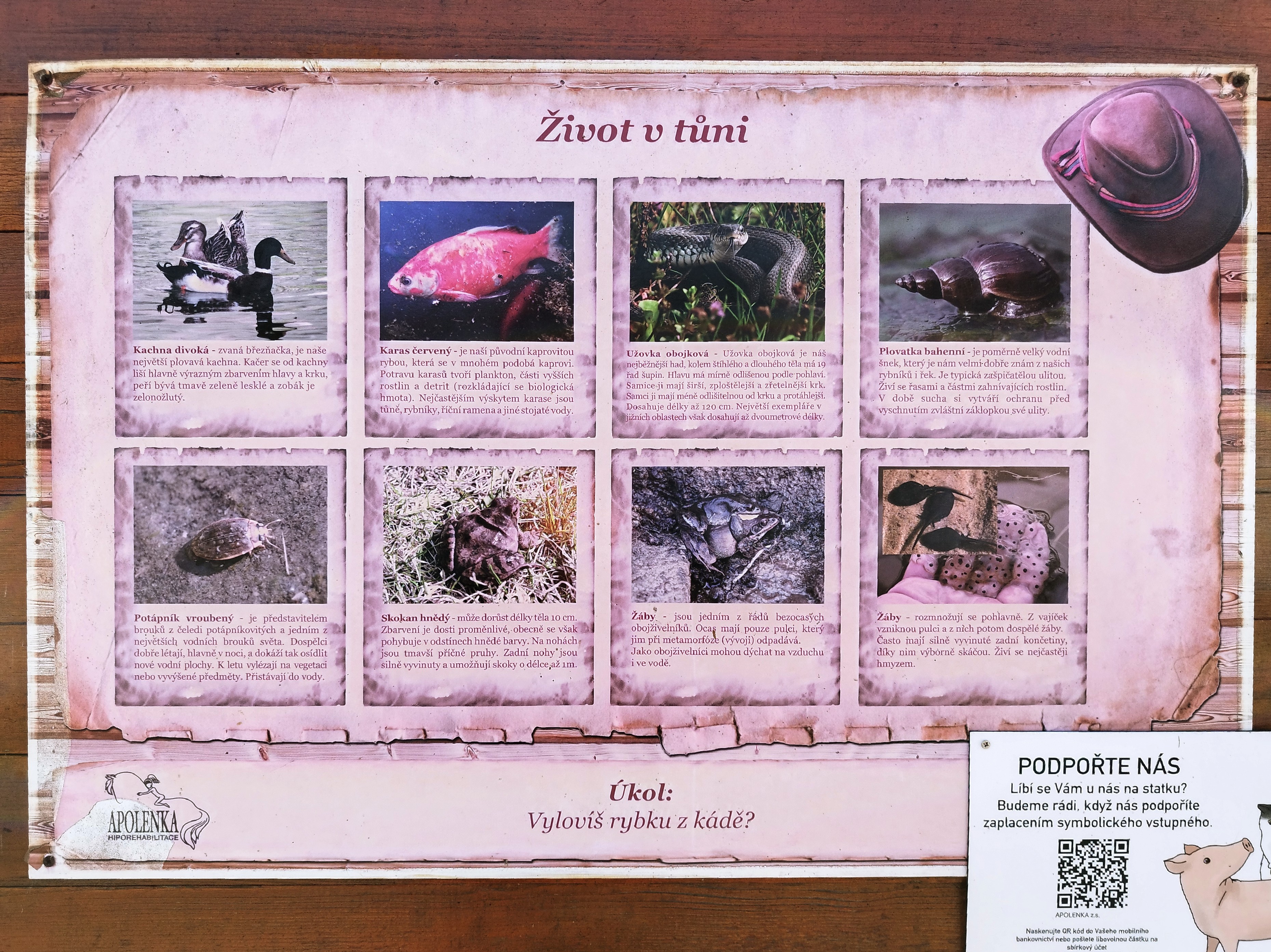 APOLENKA foto 2