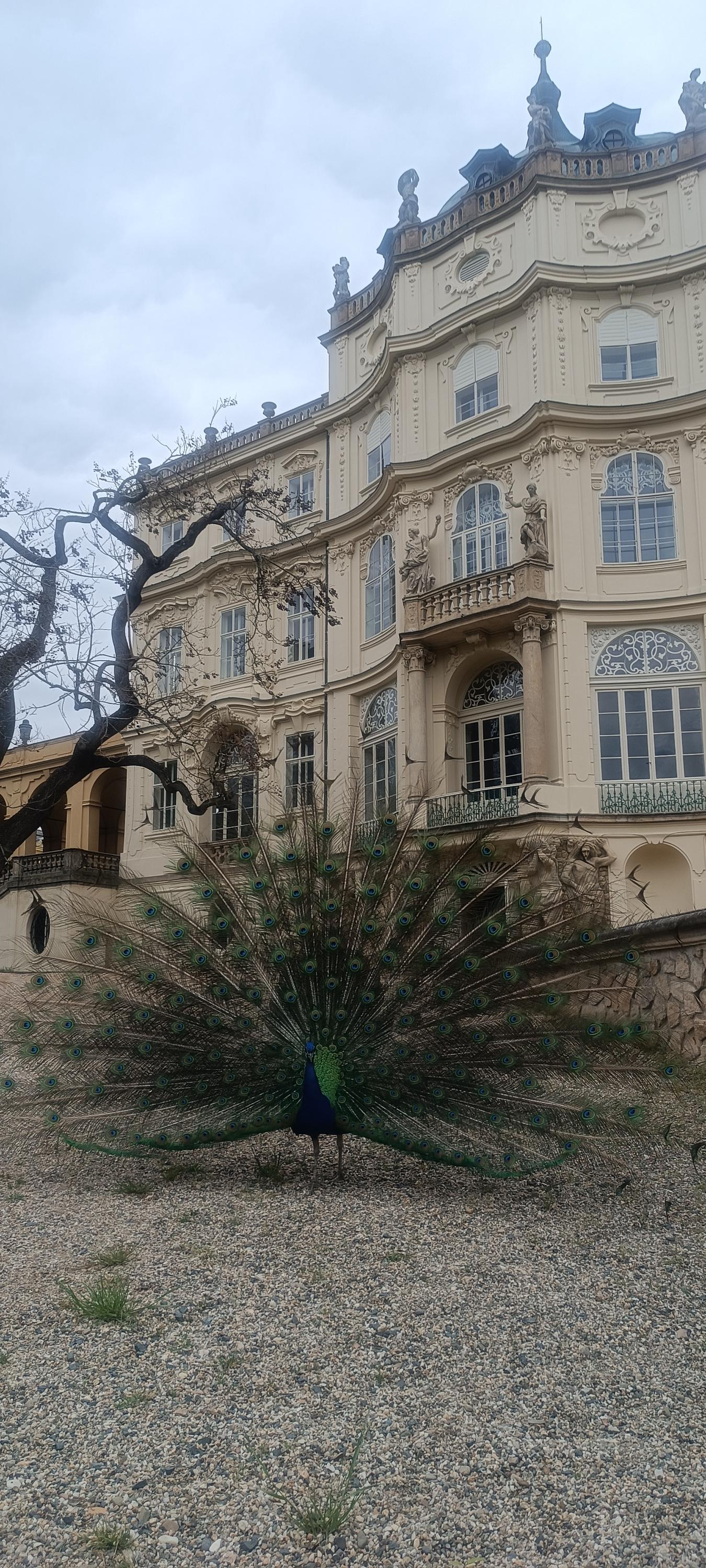 Státní zámek Ploskovice foto 5
