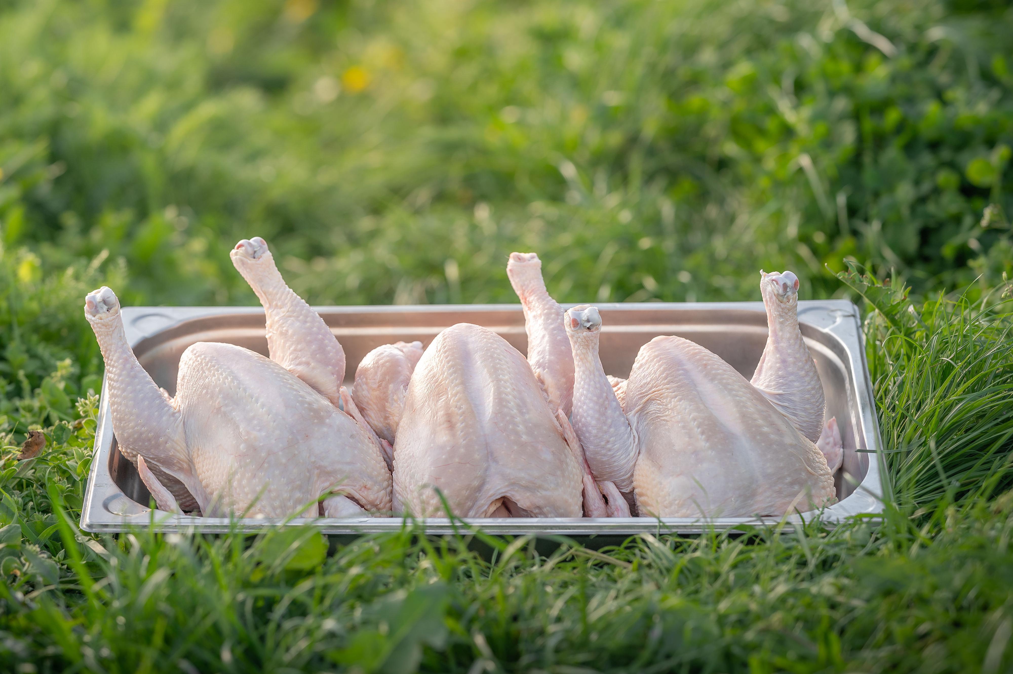 Dášino kuře z Kutnohorska