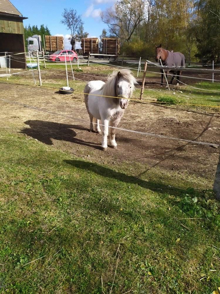 Chov a výcvik koní Petr Kub foto 2