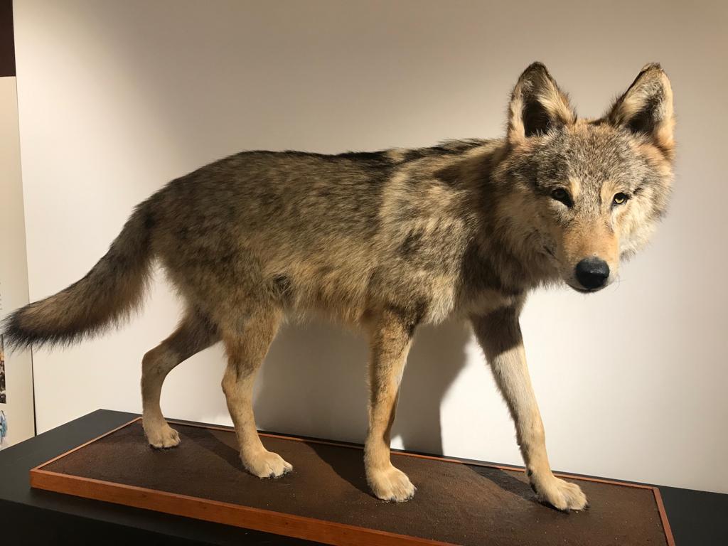 Zámek Kinských – Muzeum regionu Valašsko foto 6