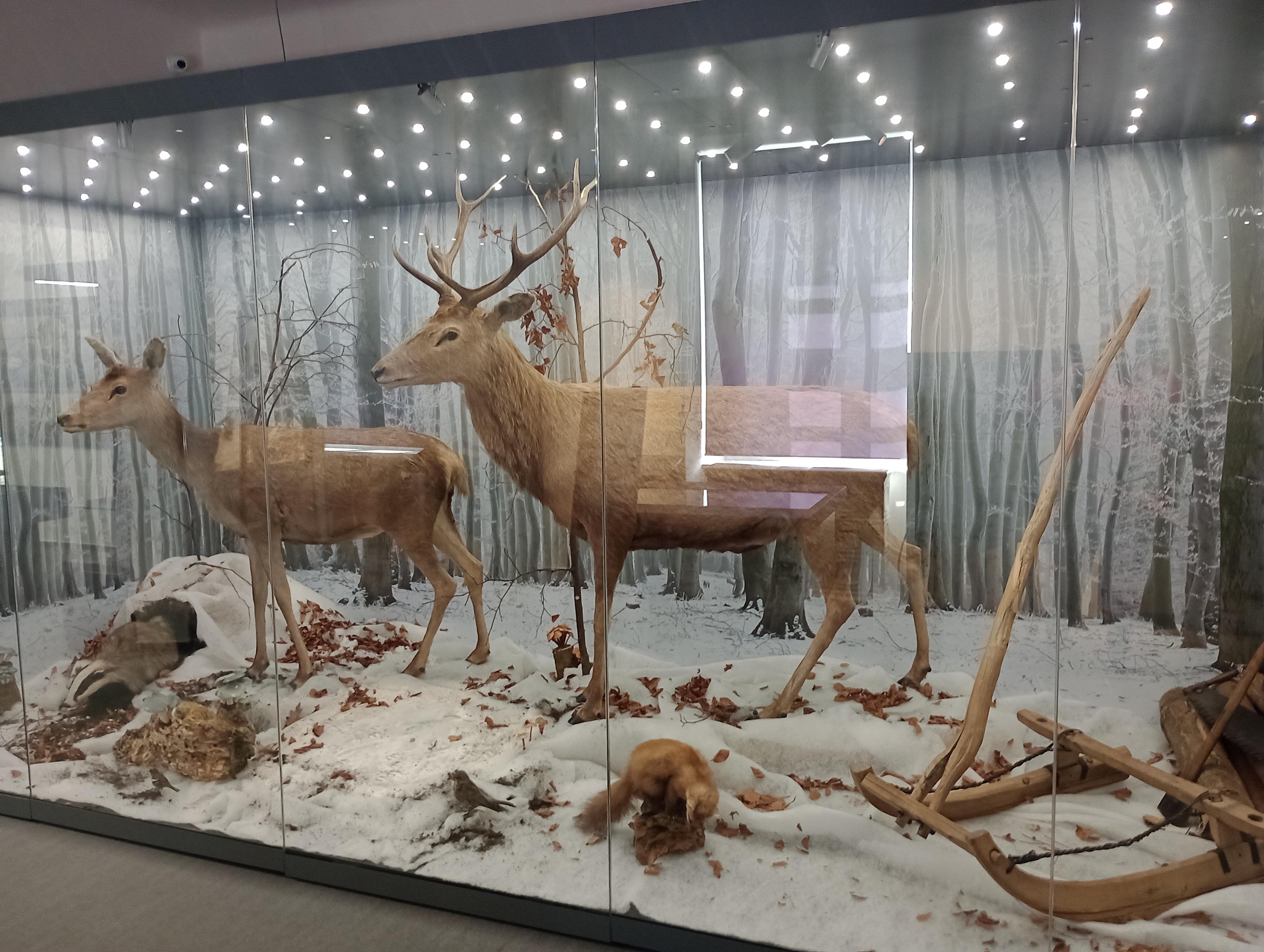 Muzeum Beskyd Frýdek-Místek foto 5