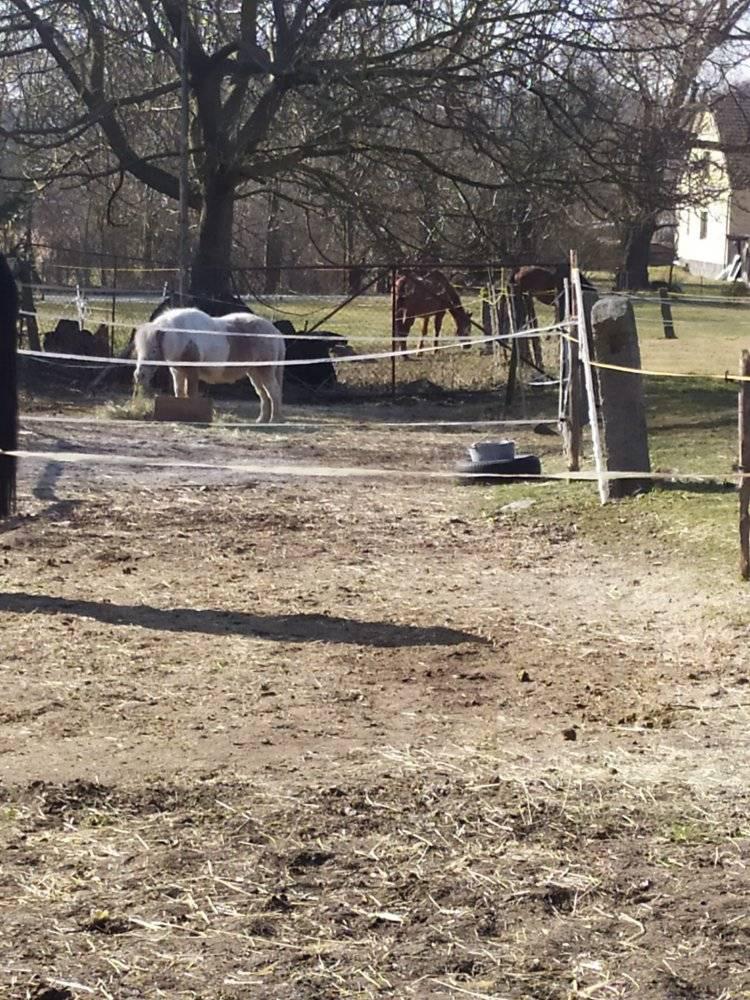 Chov a výcvik koní Petr Kub foto 3