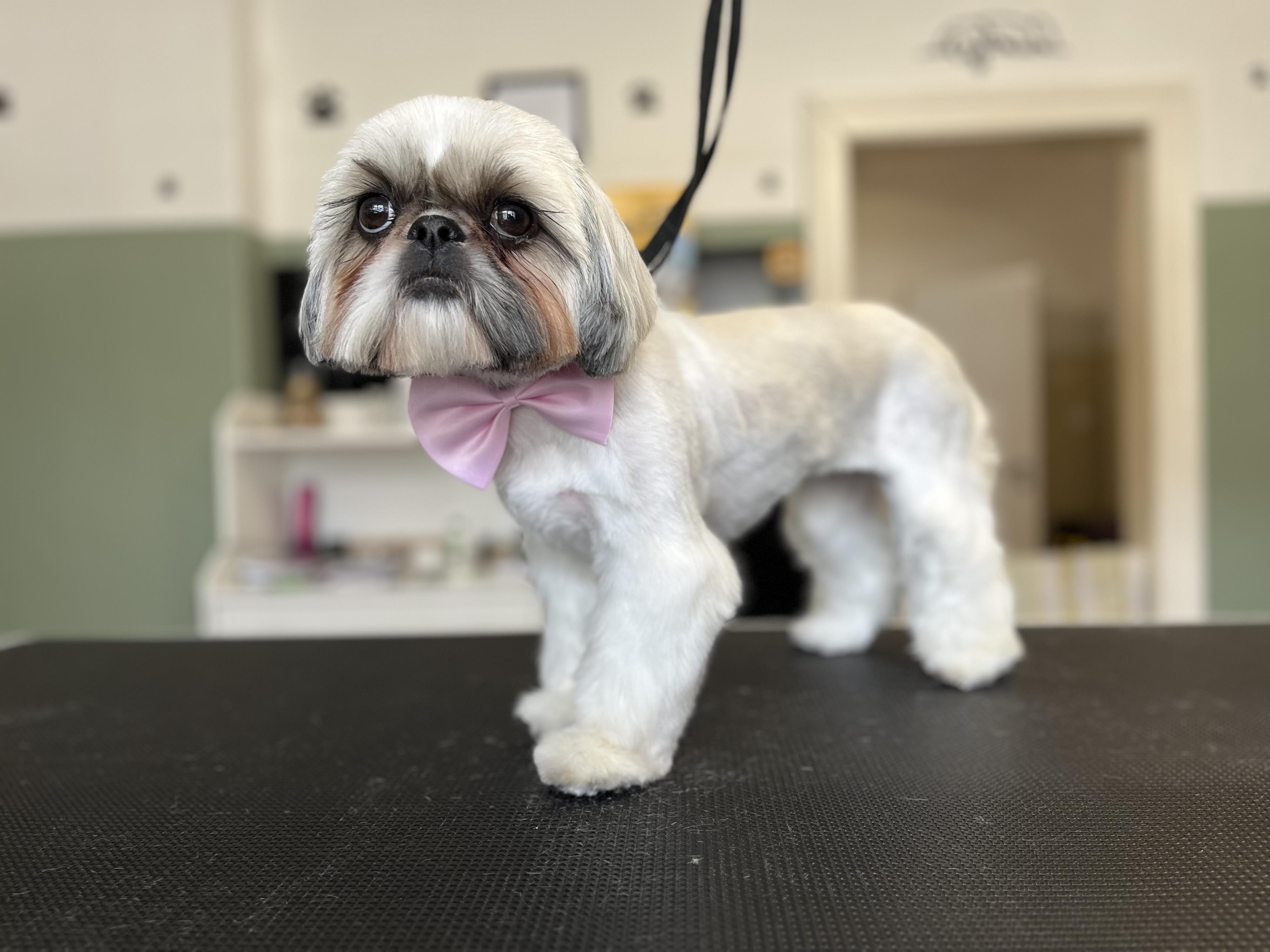 Psí salon Zoyka foto 2