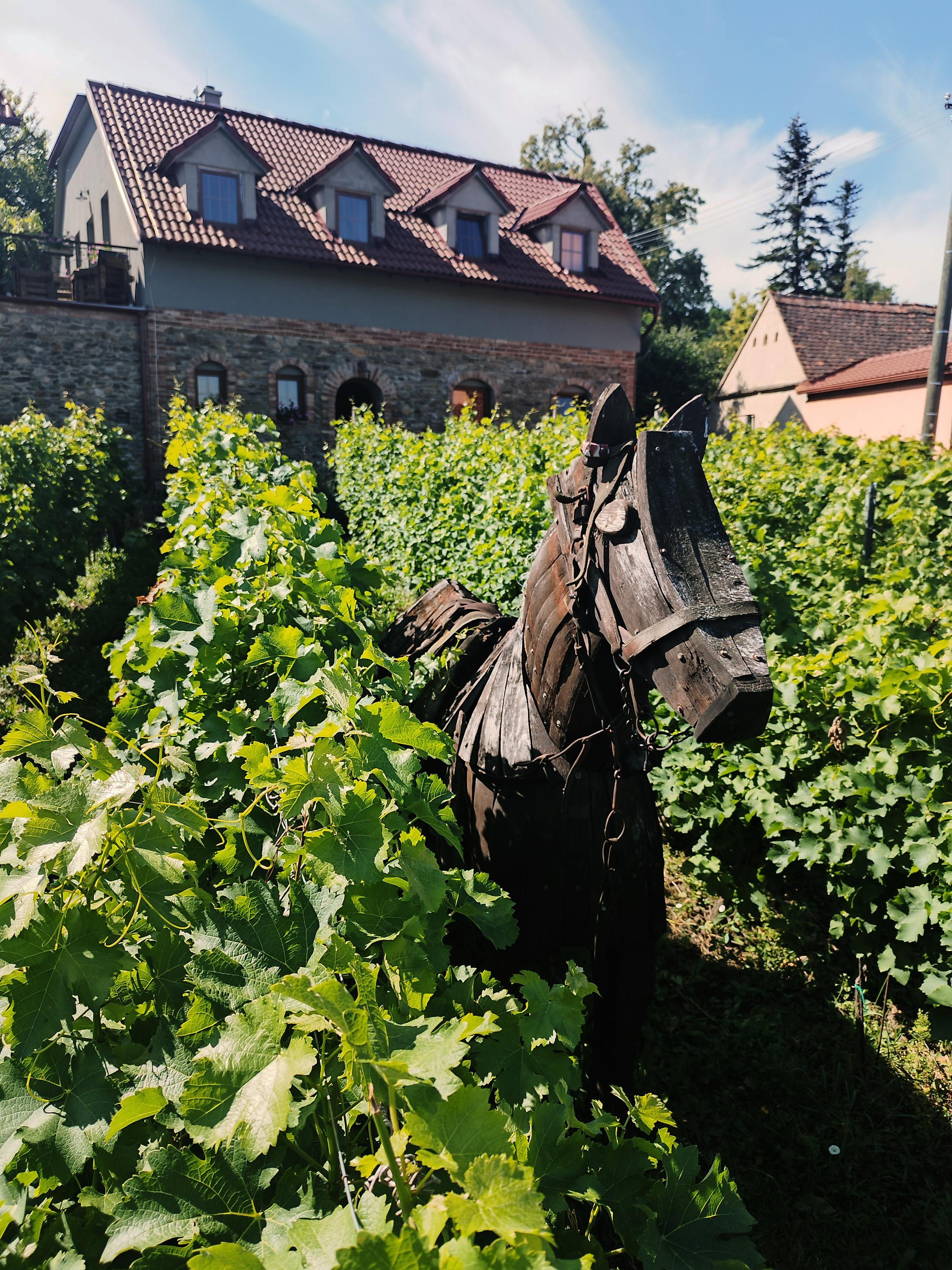 Vinařství a penzion Lintner foto 6