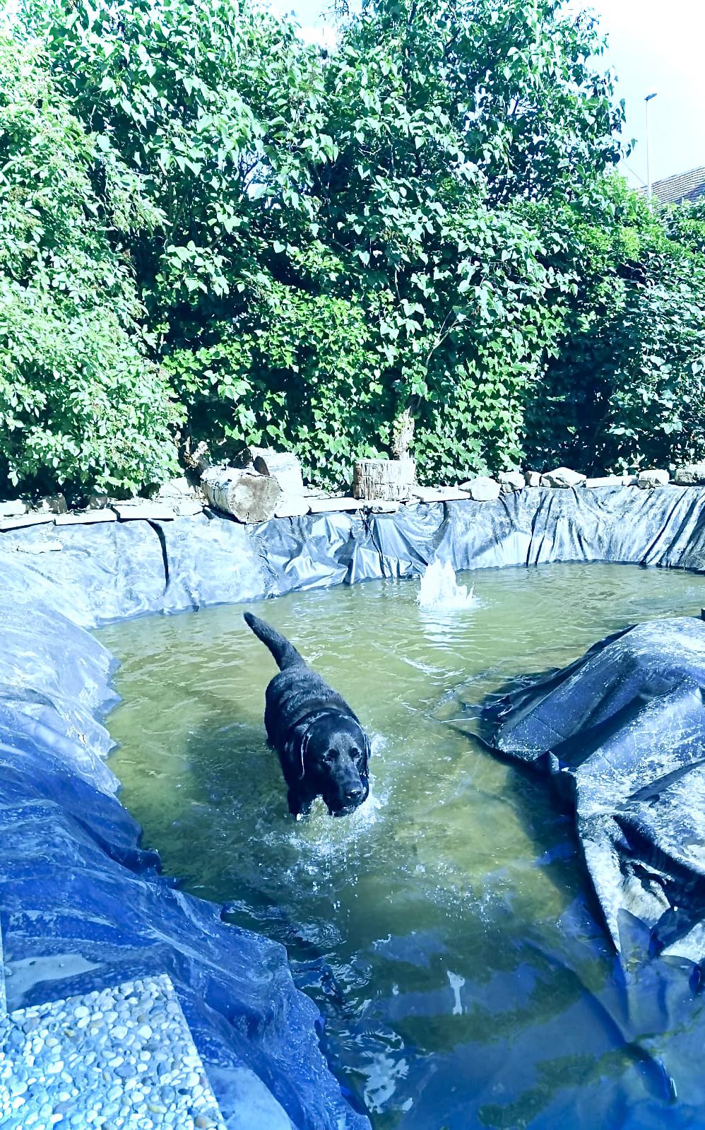 Psí školka a hotel - Edita Bartošová foto 5