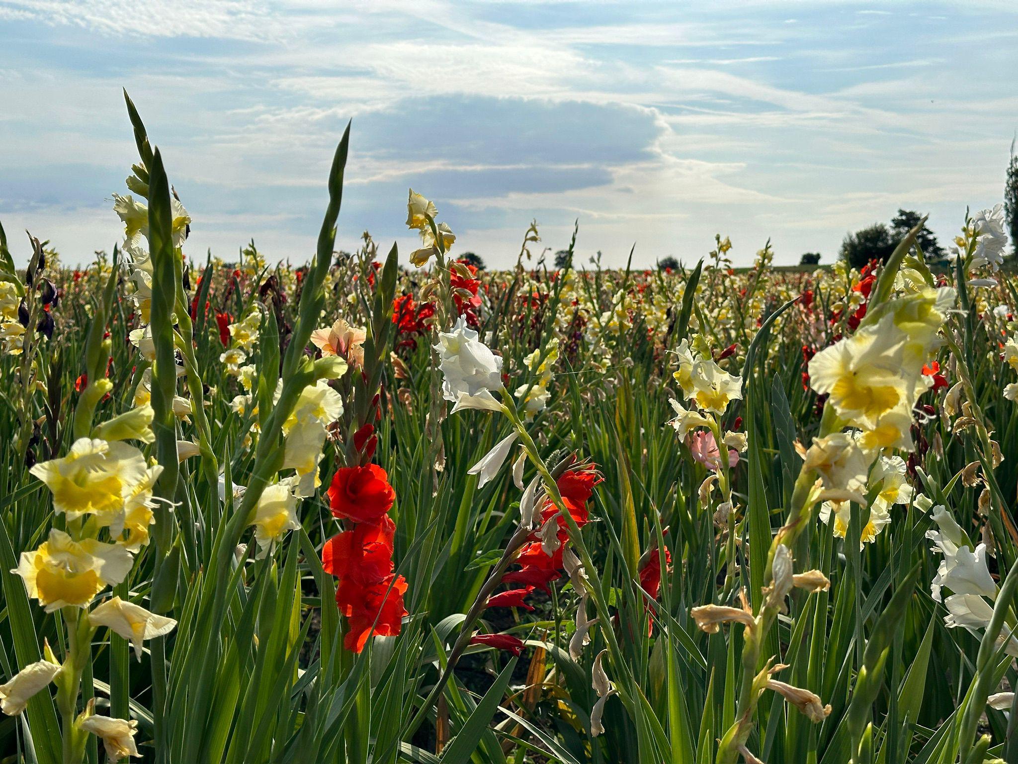 Farma Dryák - Osluchov foto 2