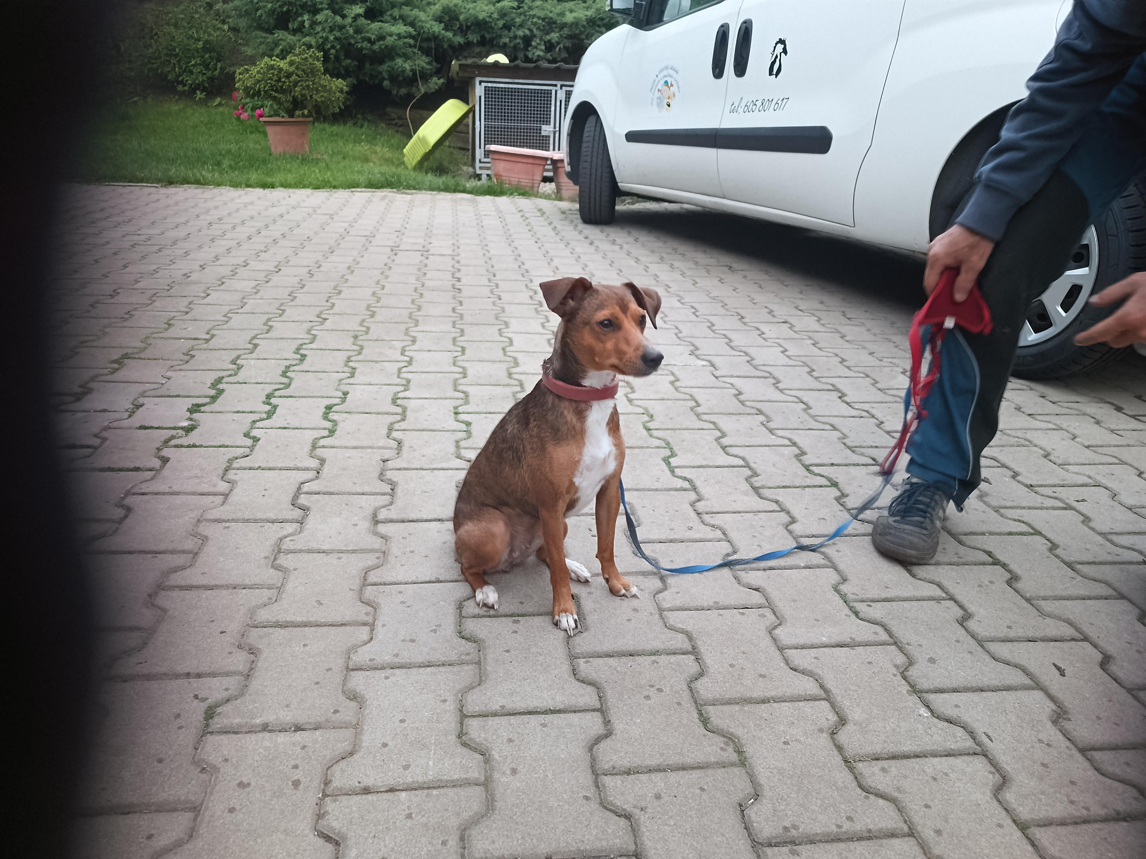 Městský útulek pro toulavá a opuštěná zvířata Děčín foto 5