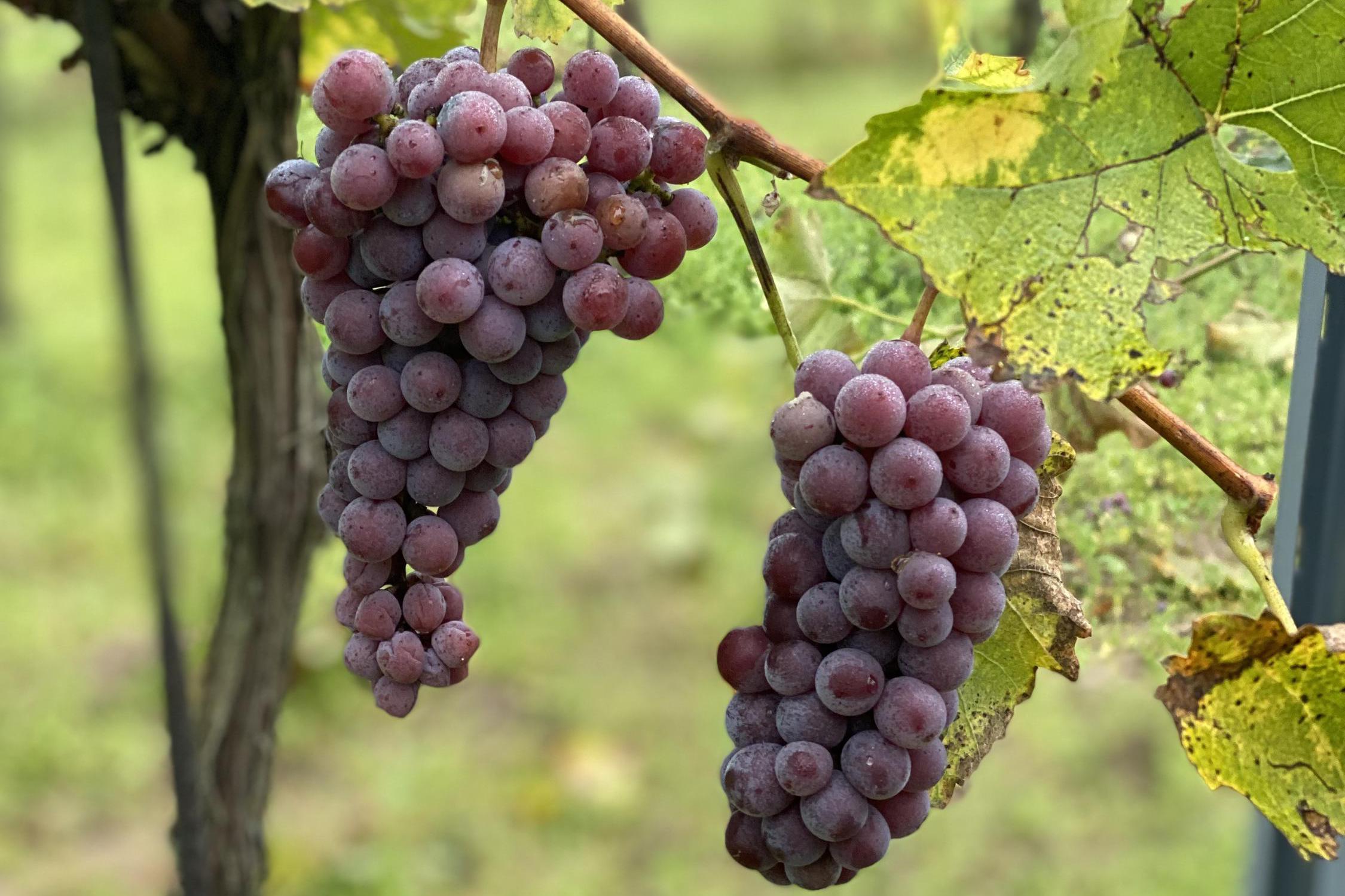 Vinařství Uher Zdeněk