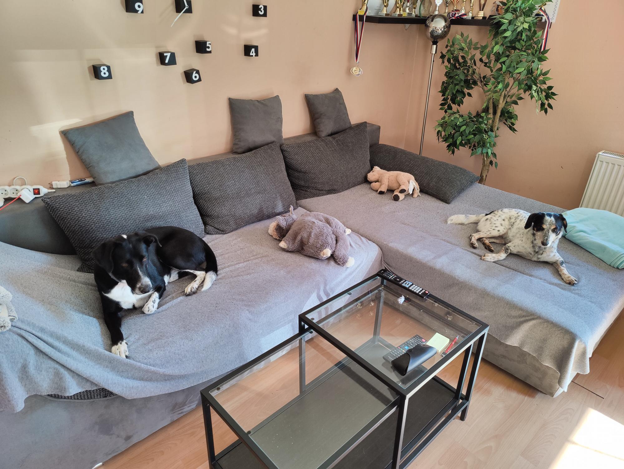 Puppy Daycare foto 2